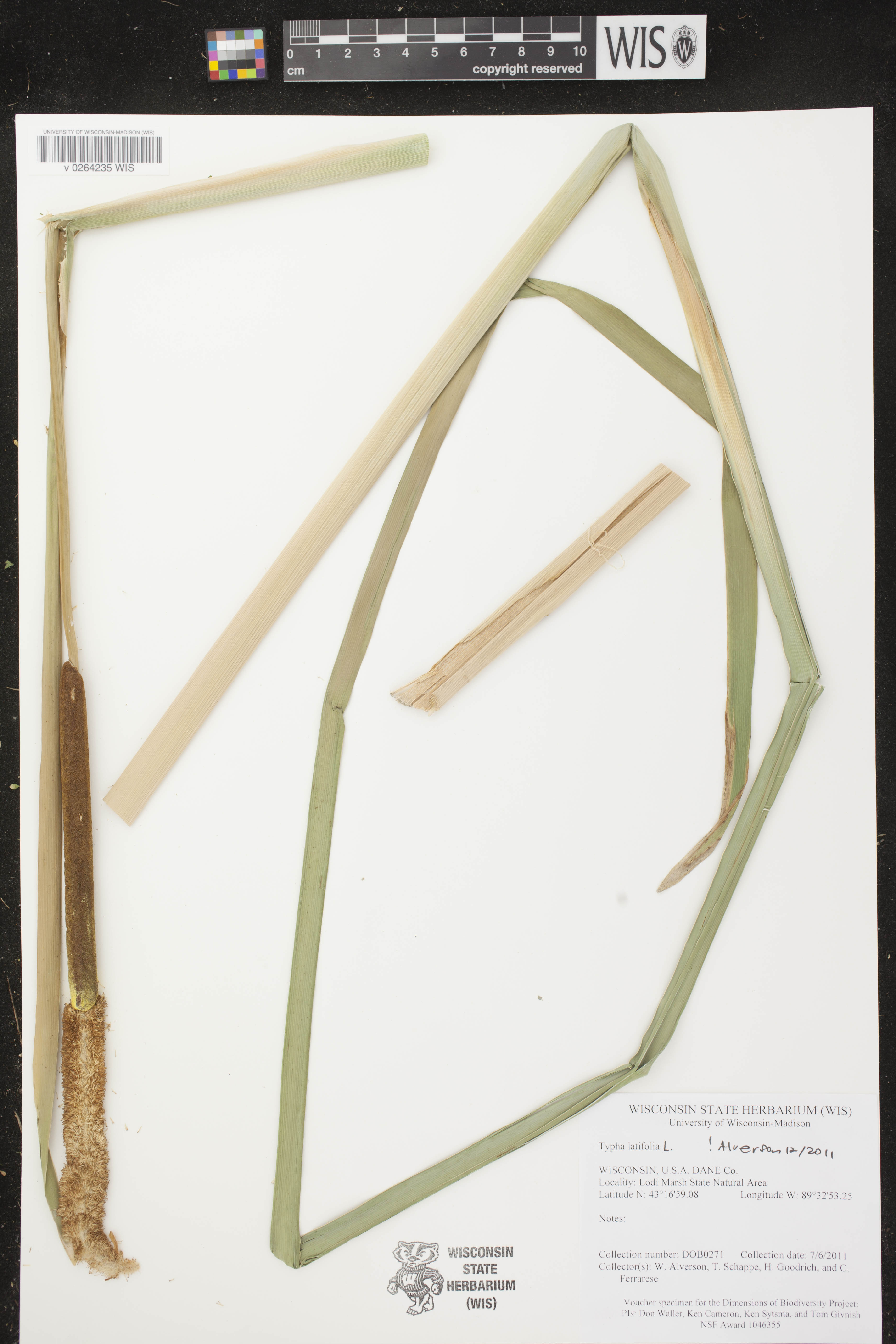 Typha latifolia image