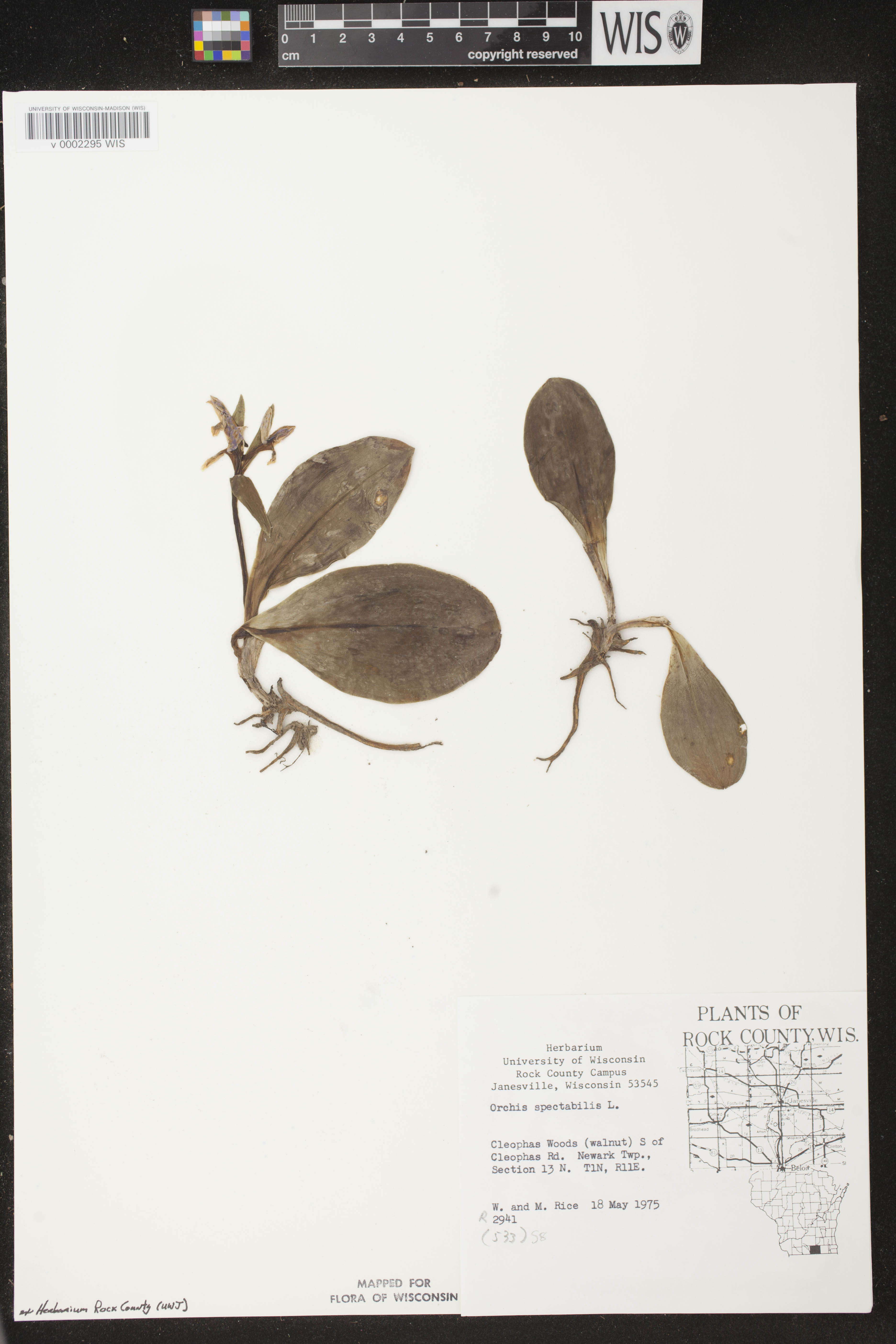 Galearis spectabilis image