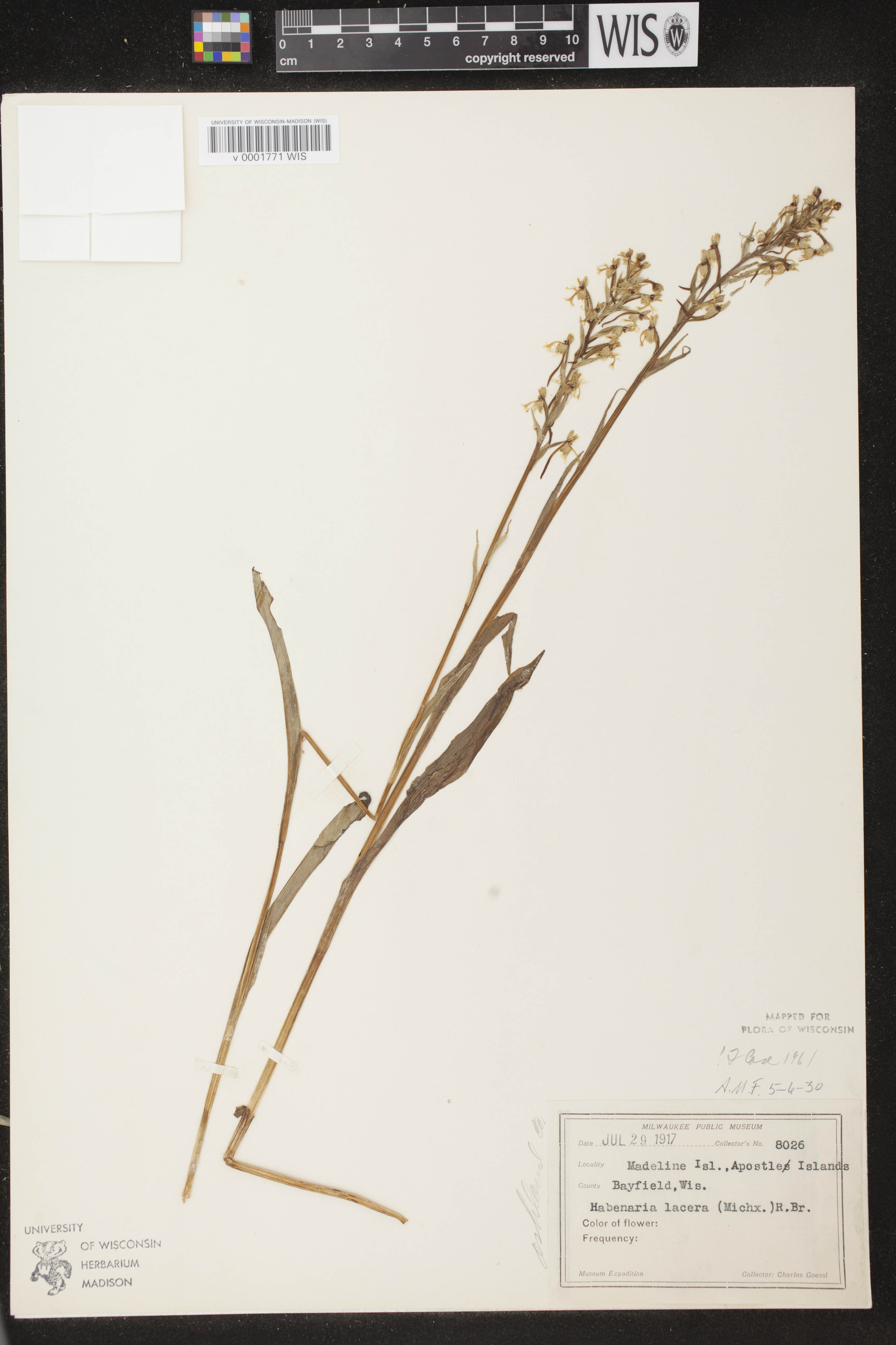 Platanthera lacera image