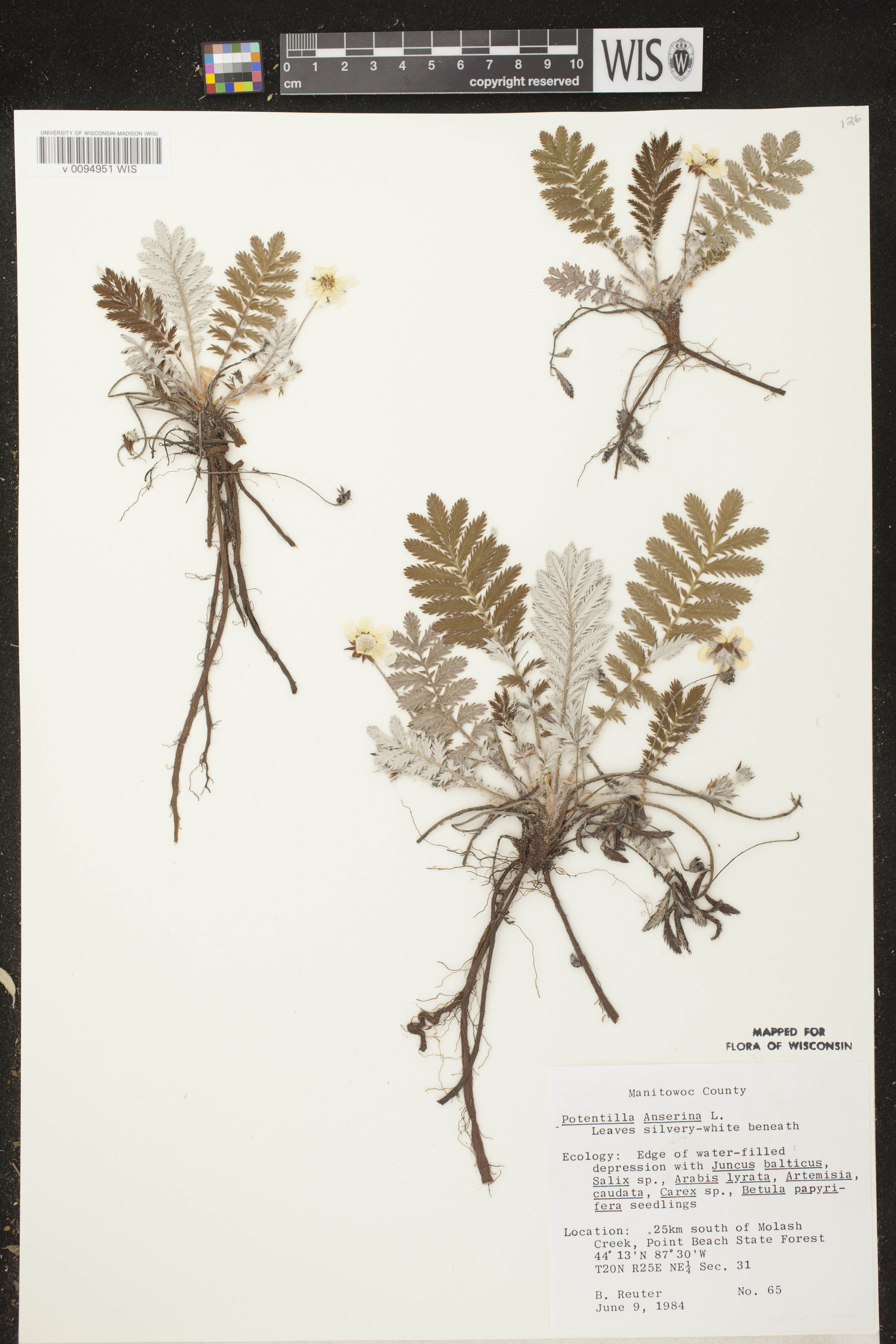 Potentilla anserina subsp. anserina image