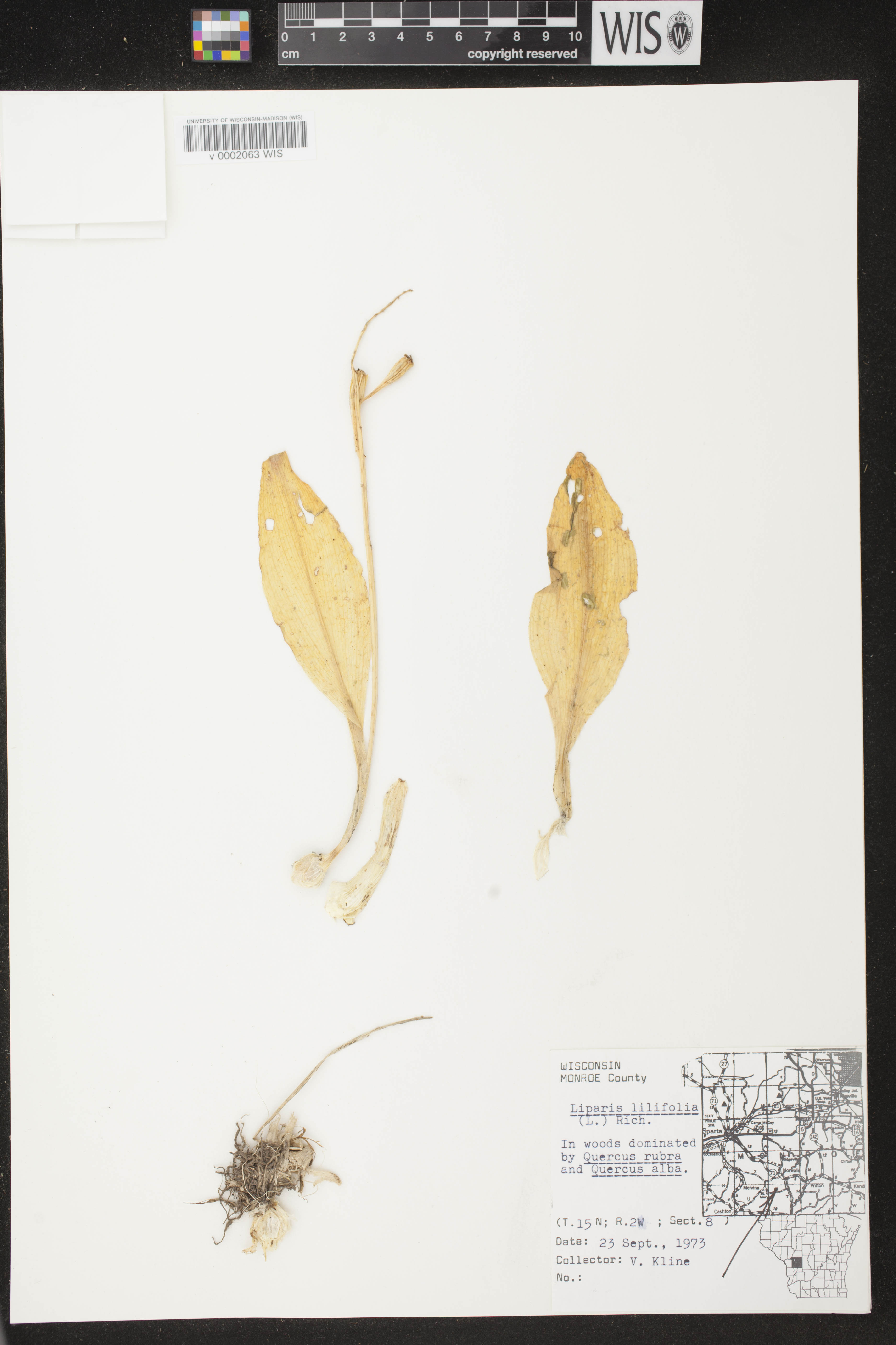Liparis liliifolia image