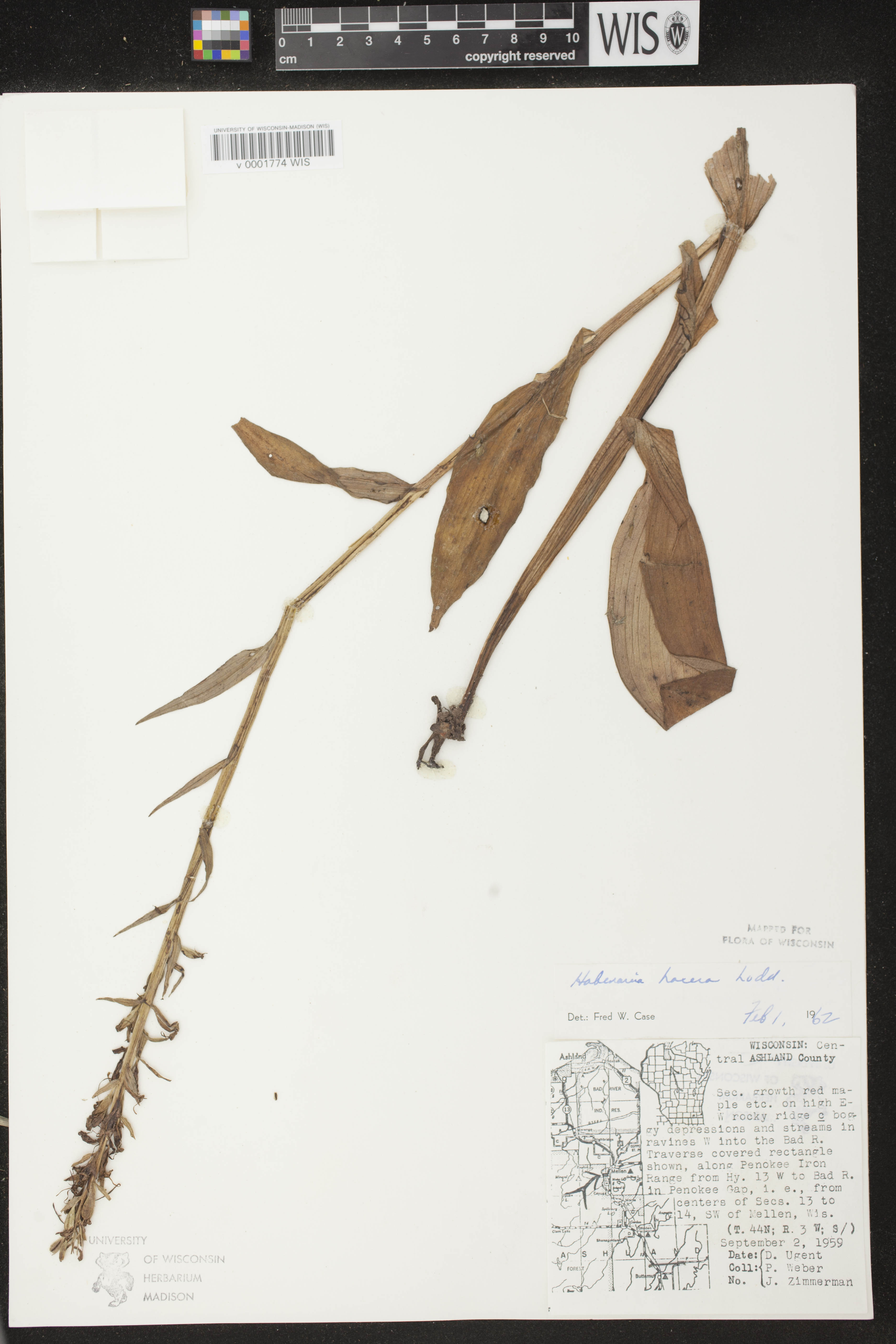 Platanthera lacera image