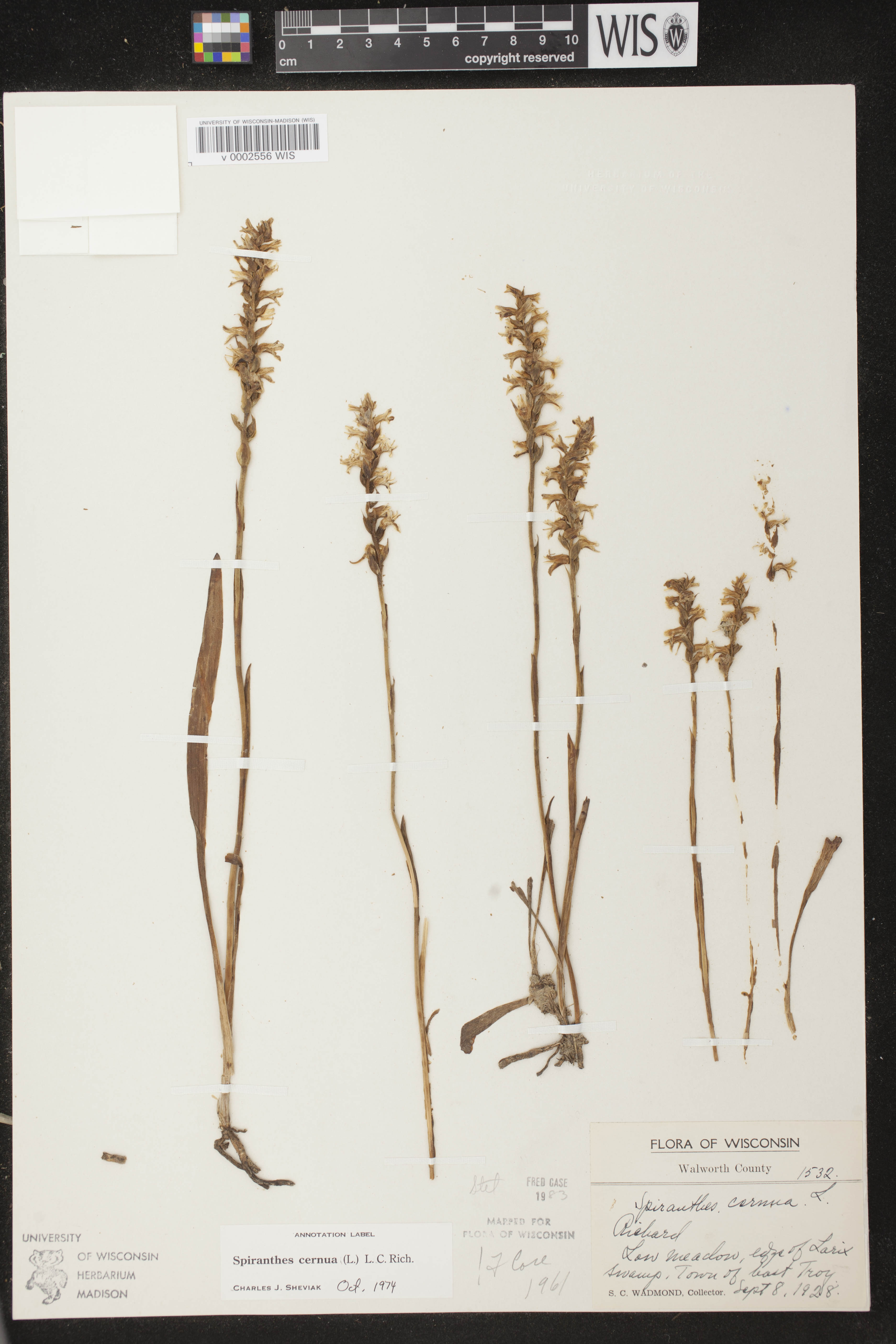 Spiranthes cernua image