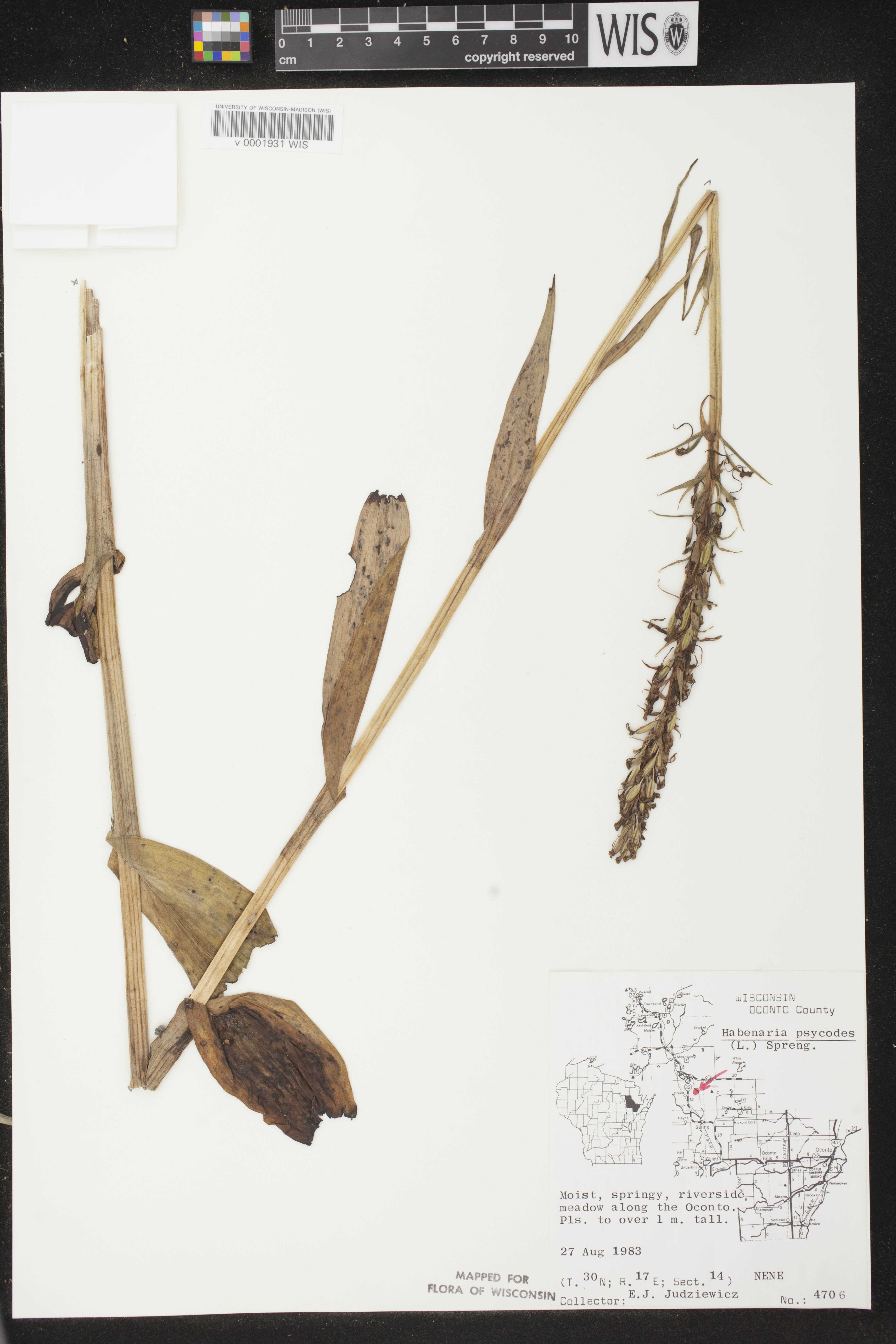 Platanthera psycodes image