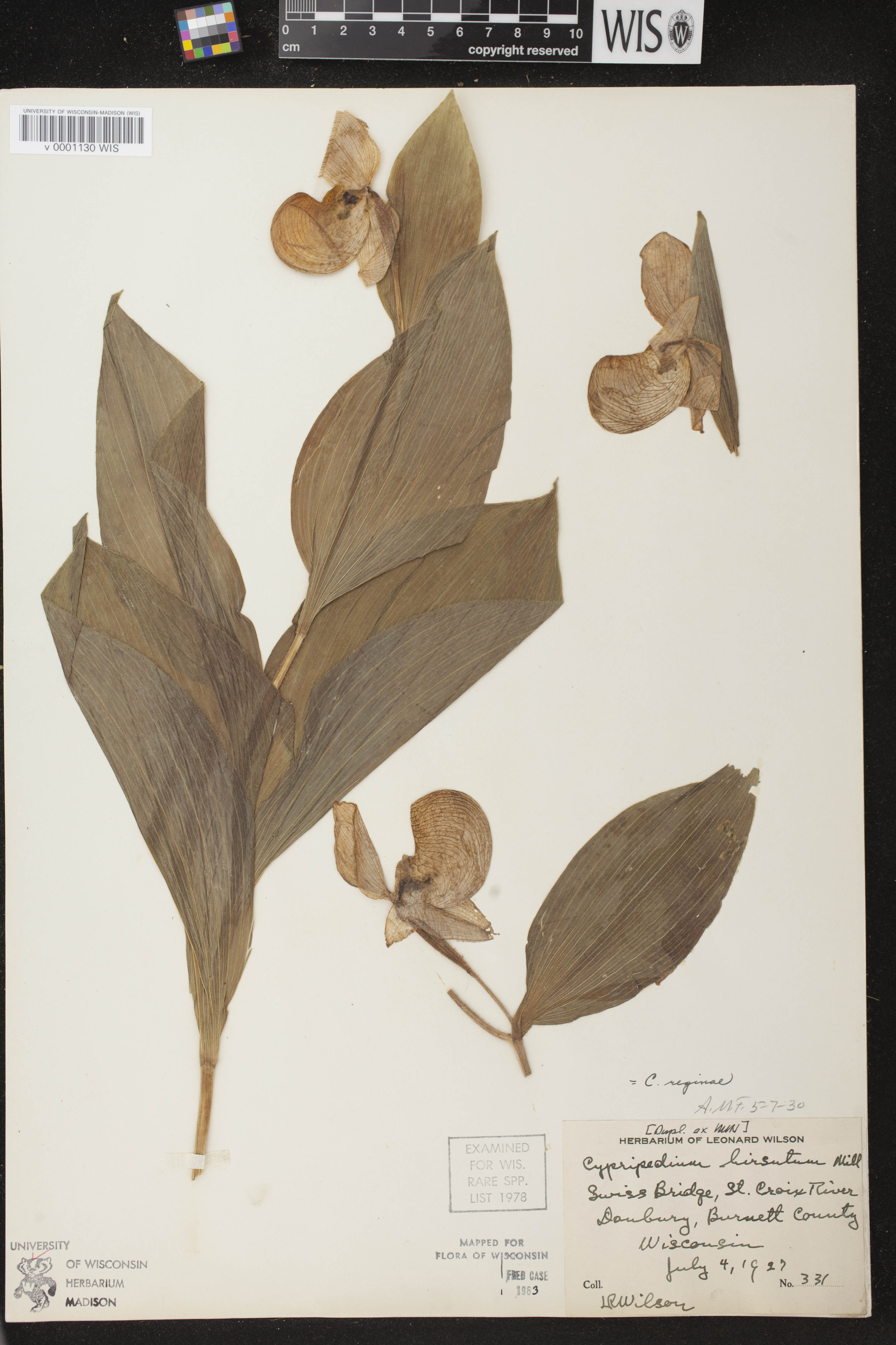 Cypripedium reginae image