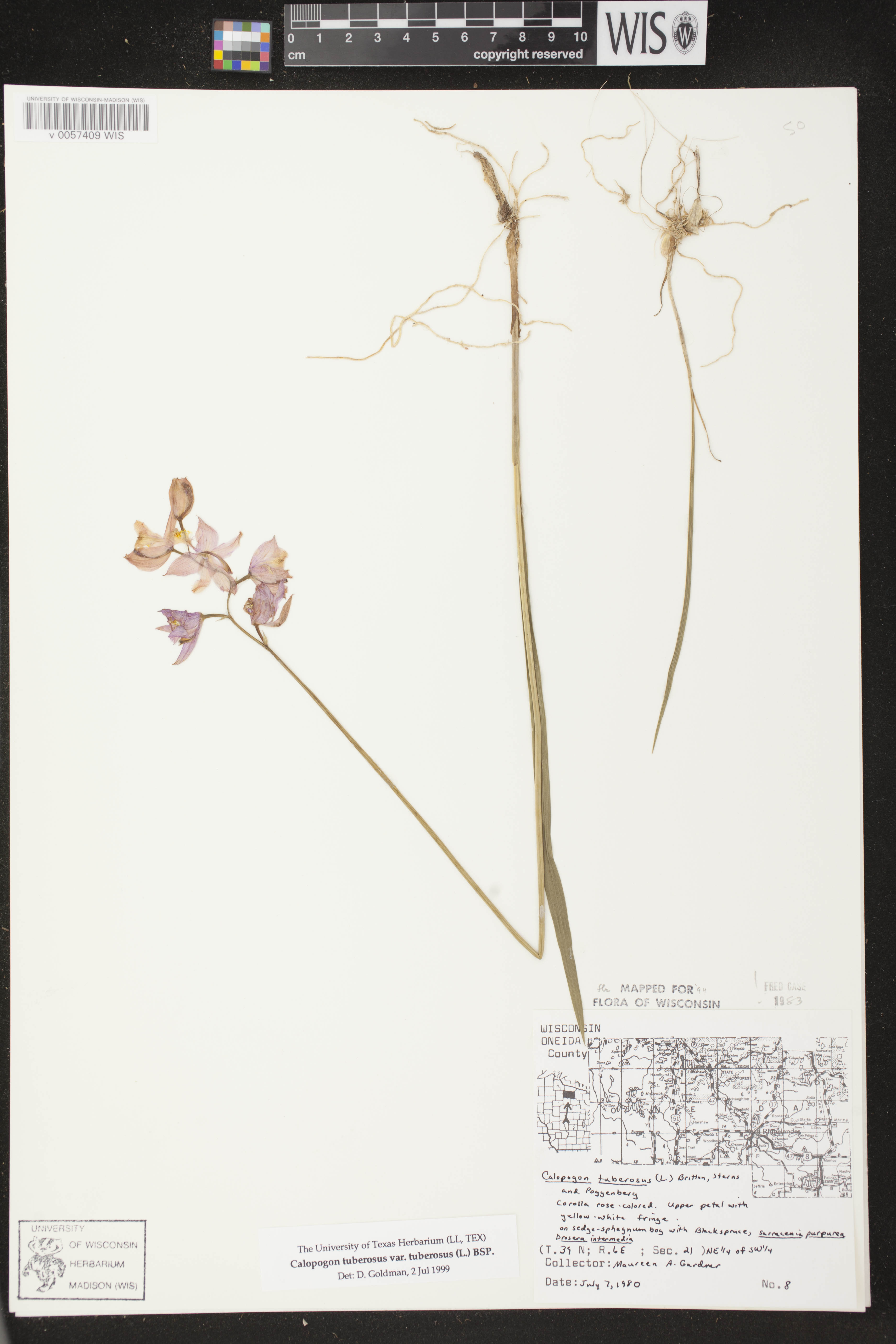 Calopogon tuberosus var. tuberosus image