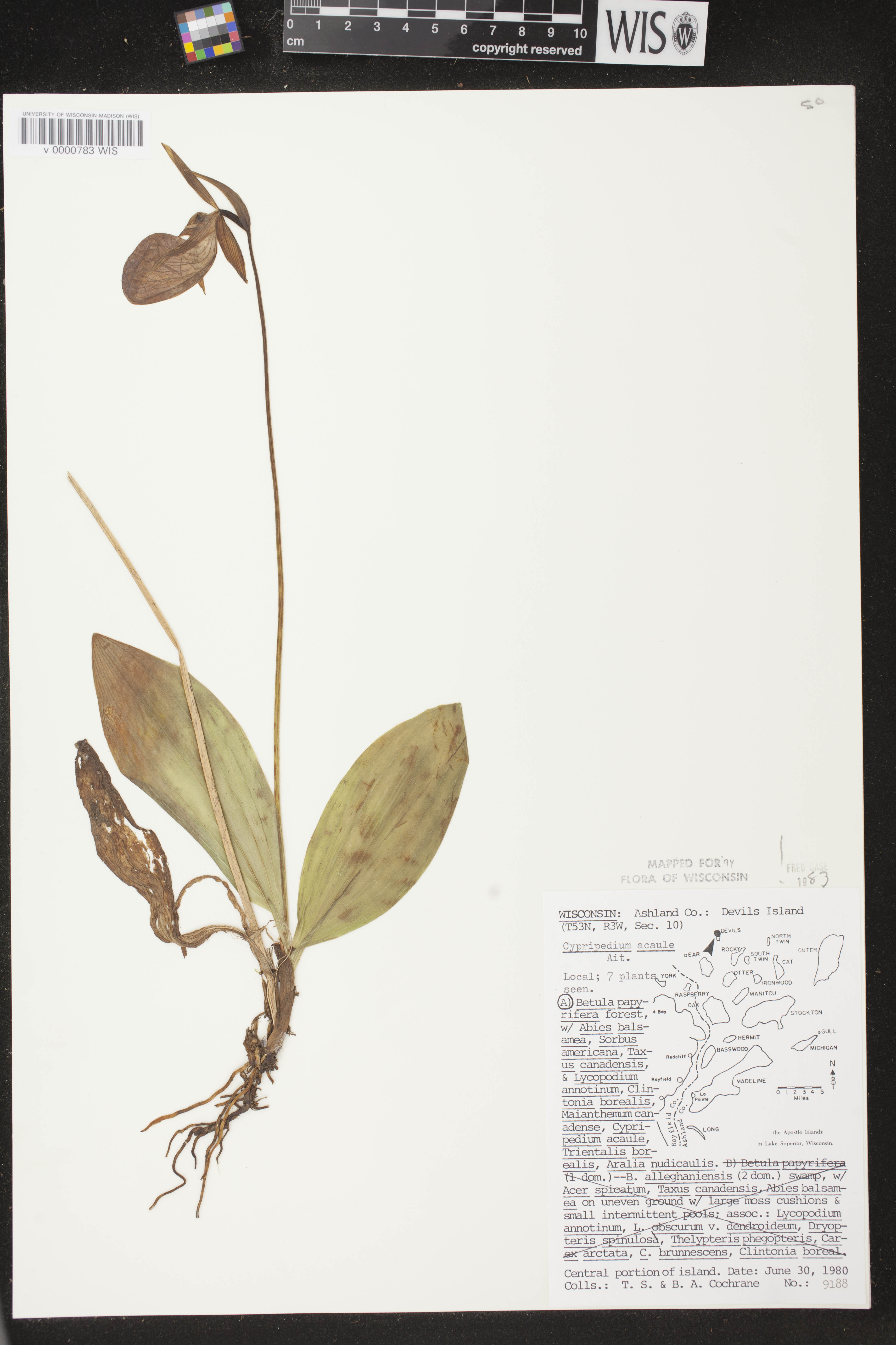 Cypripedium acaule image