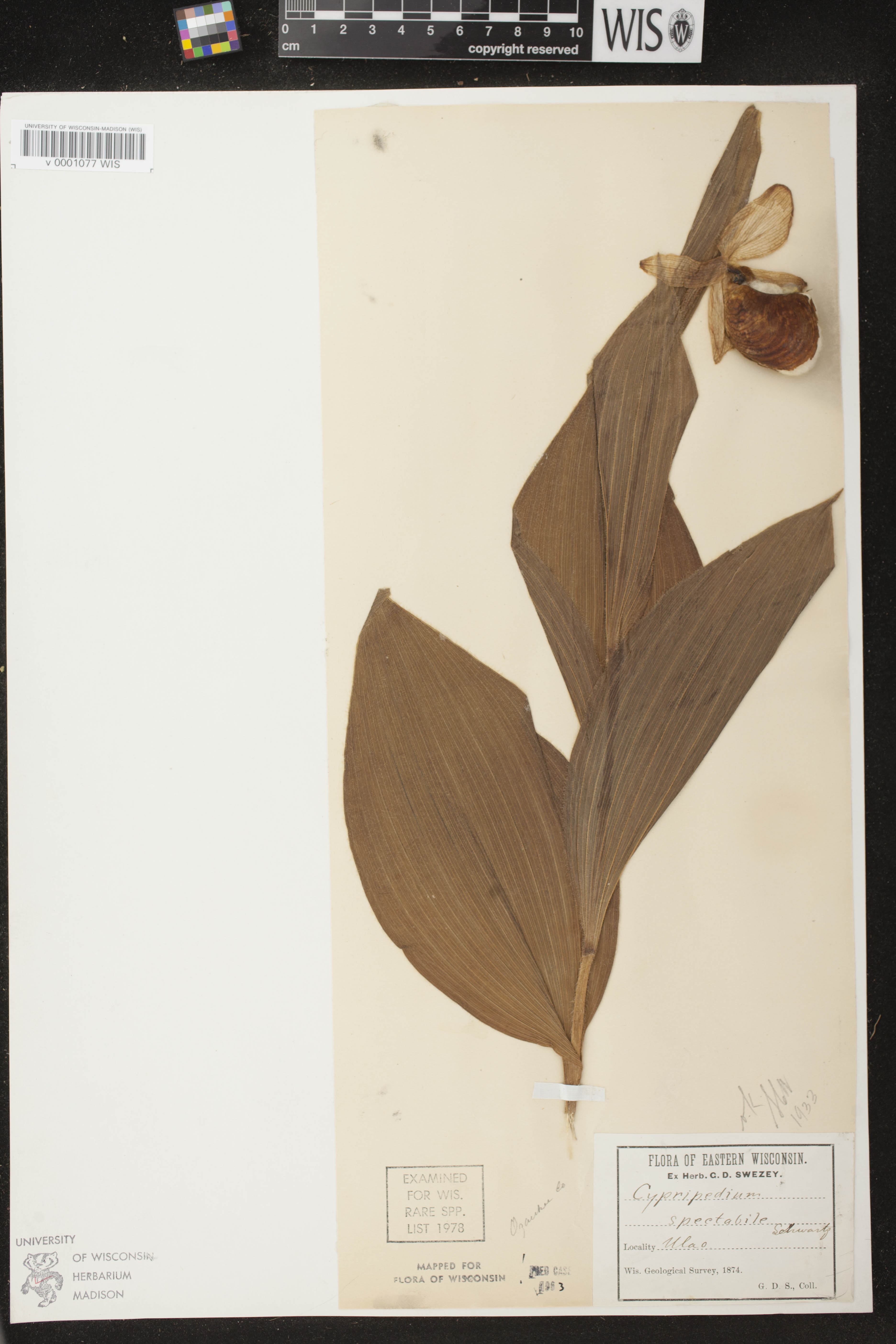 Cypripedium reginae image