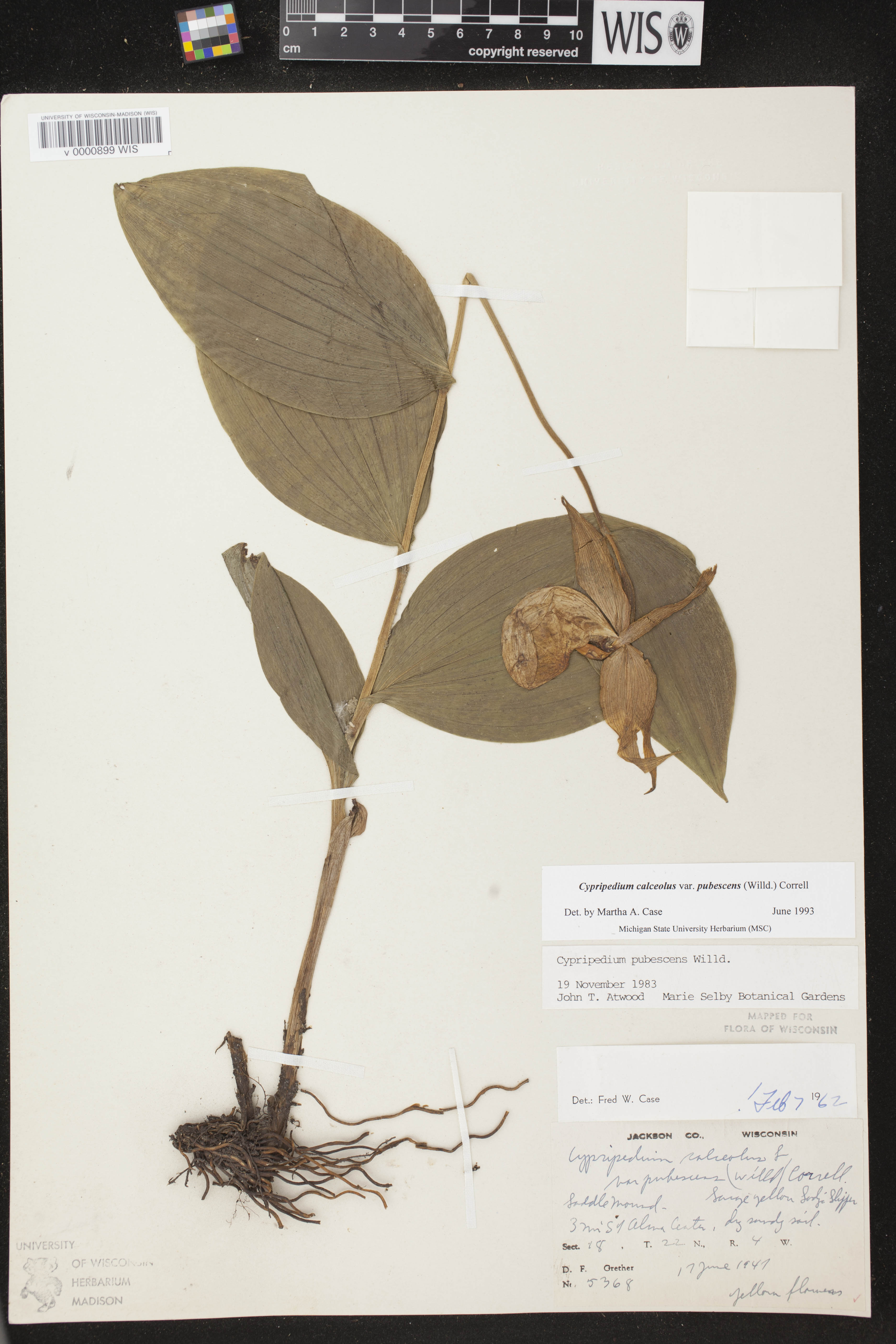 Cypripedium parviflorum var. pubescens image