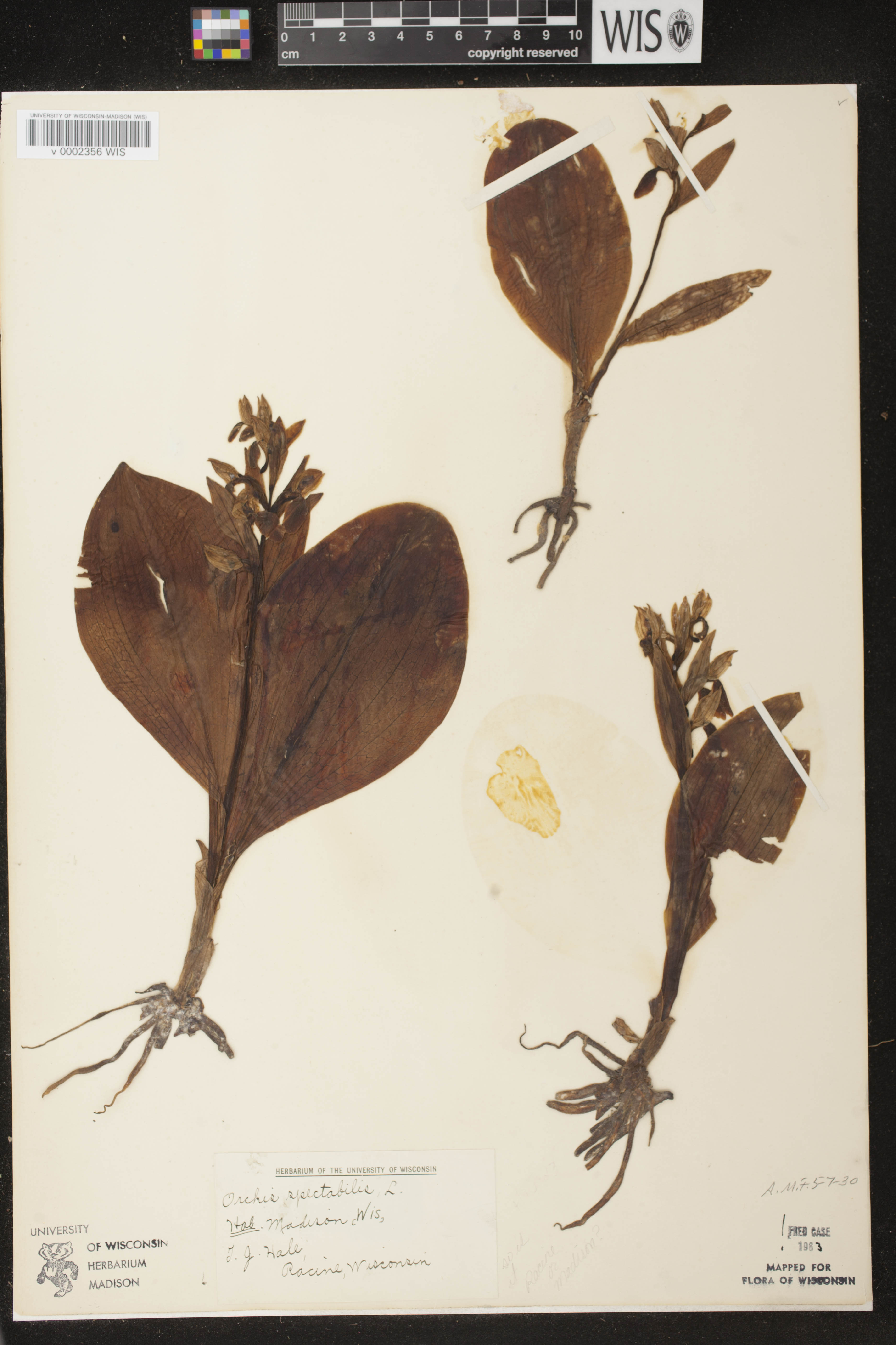 Galearis spectabilis image