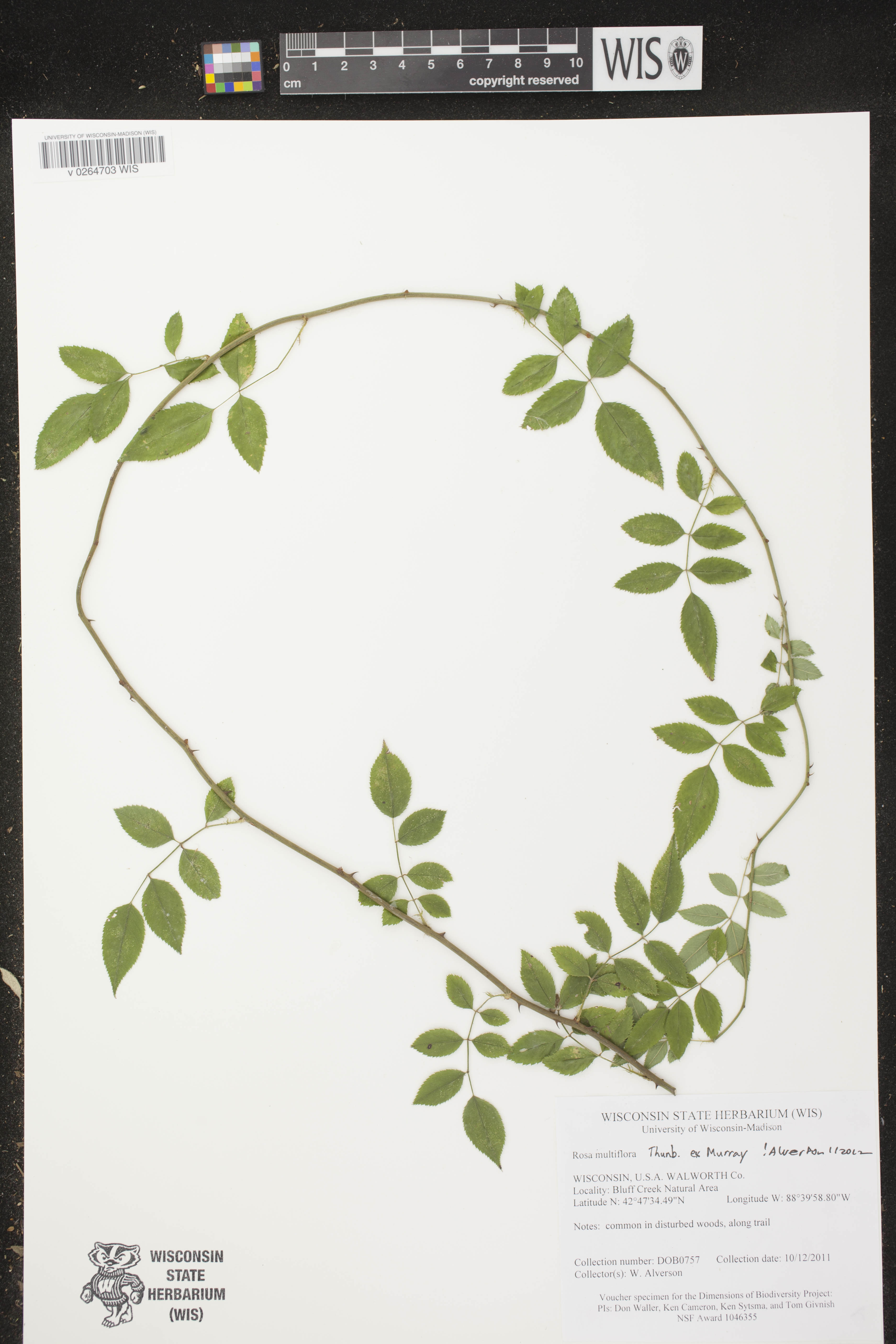 Rosa multiflora image