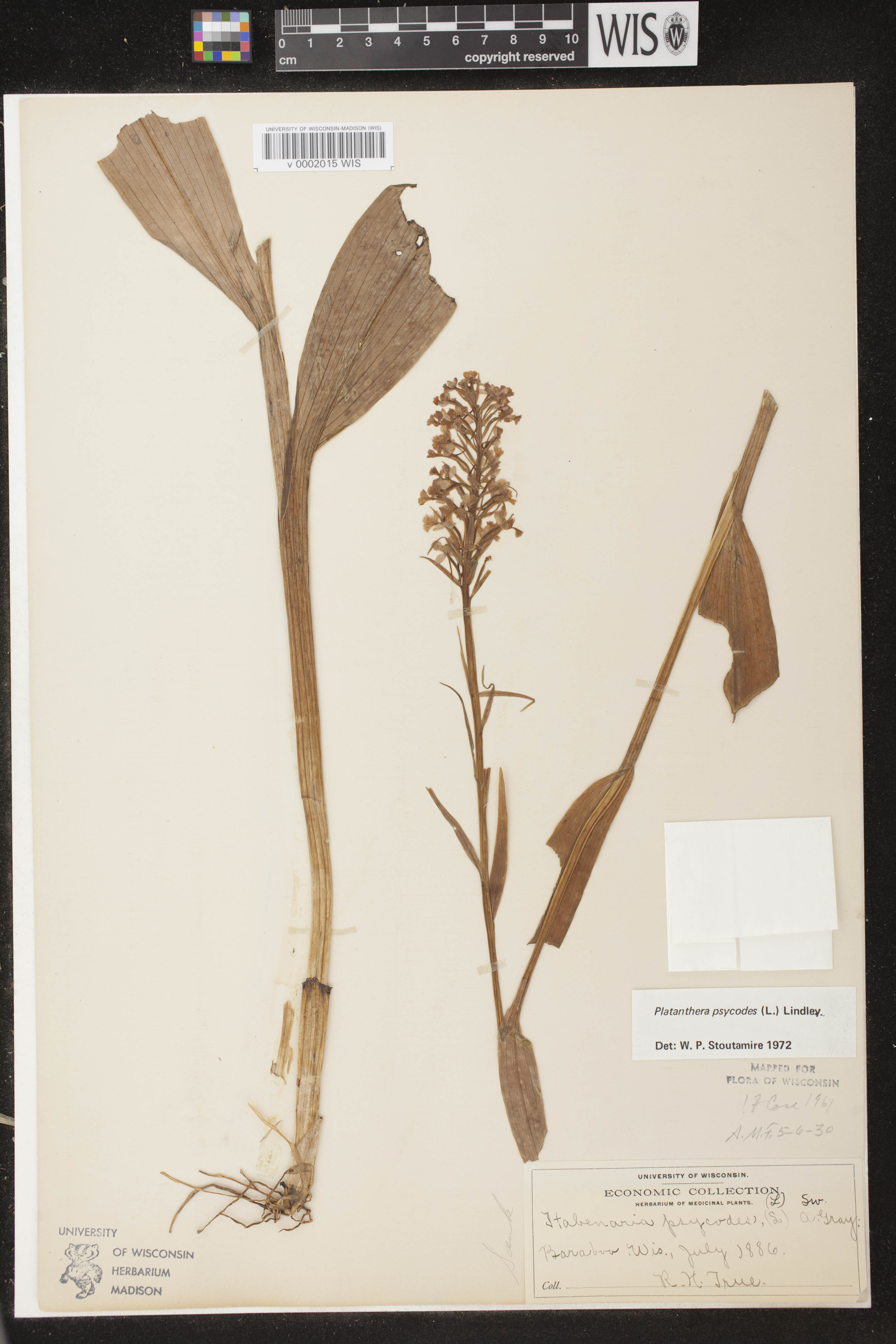 Platanthera psycodes image