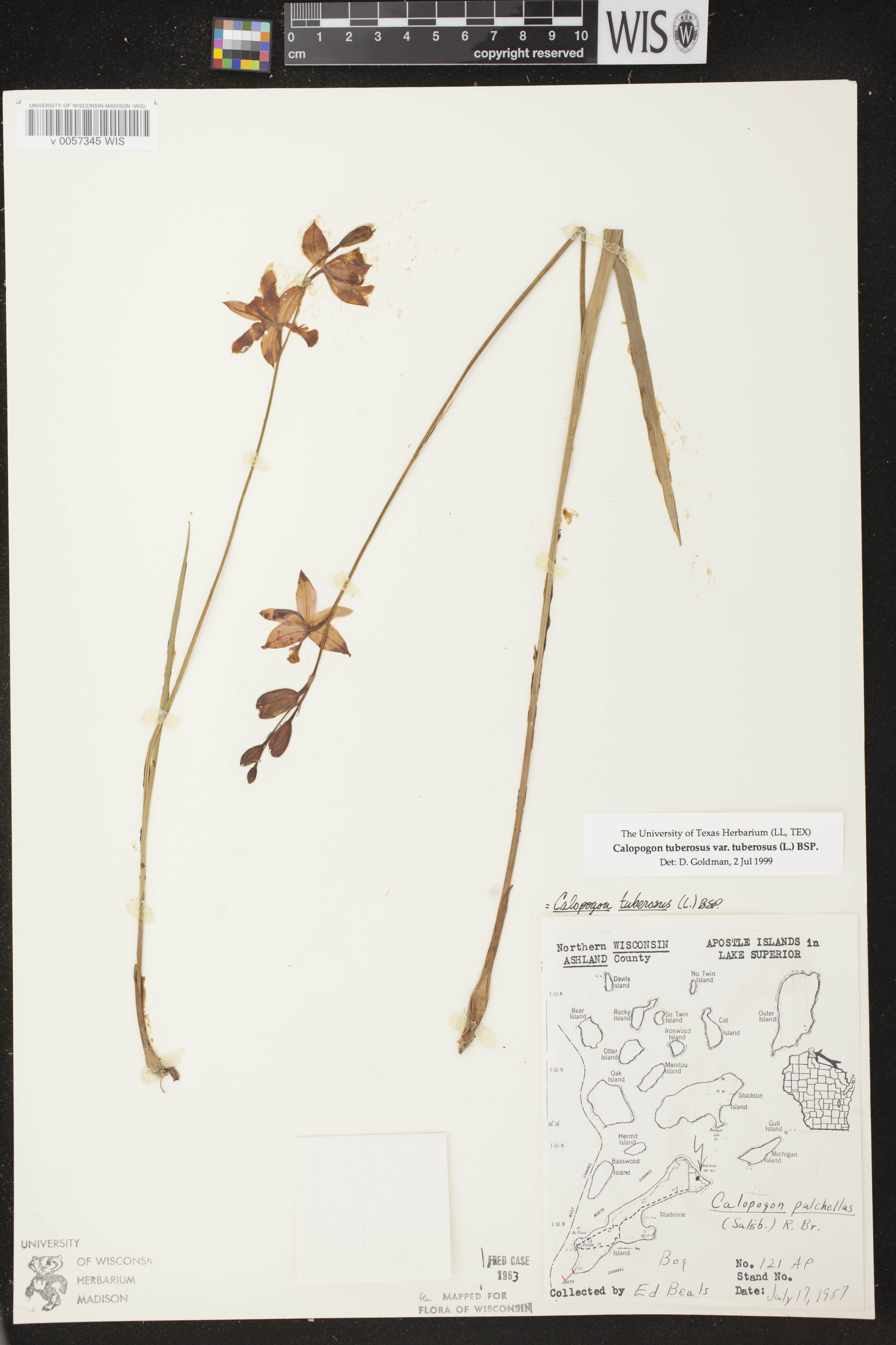 Calopogon tuberosus image