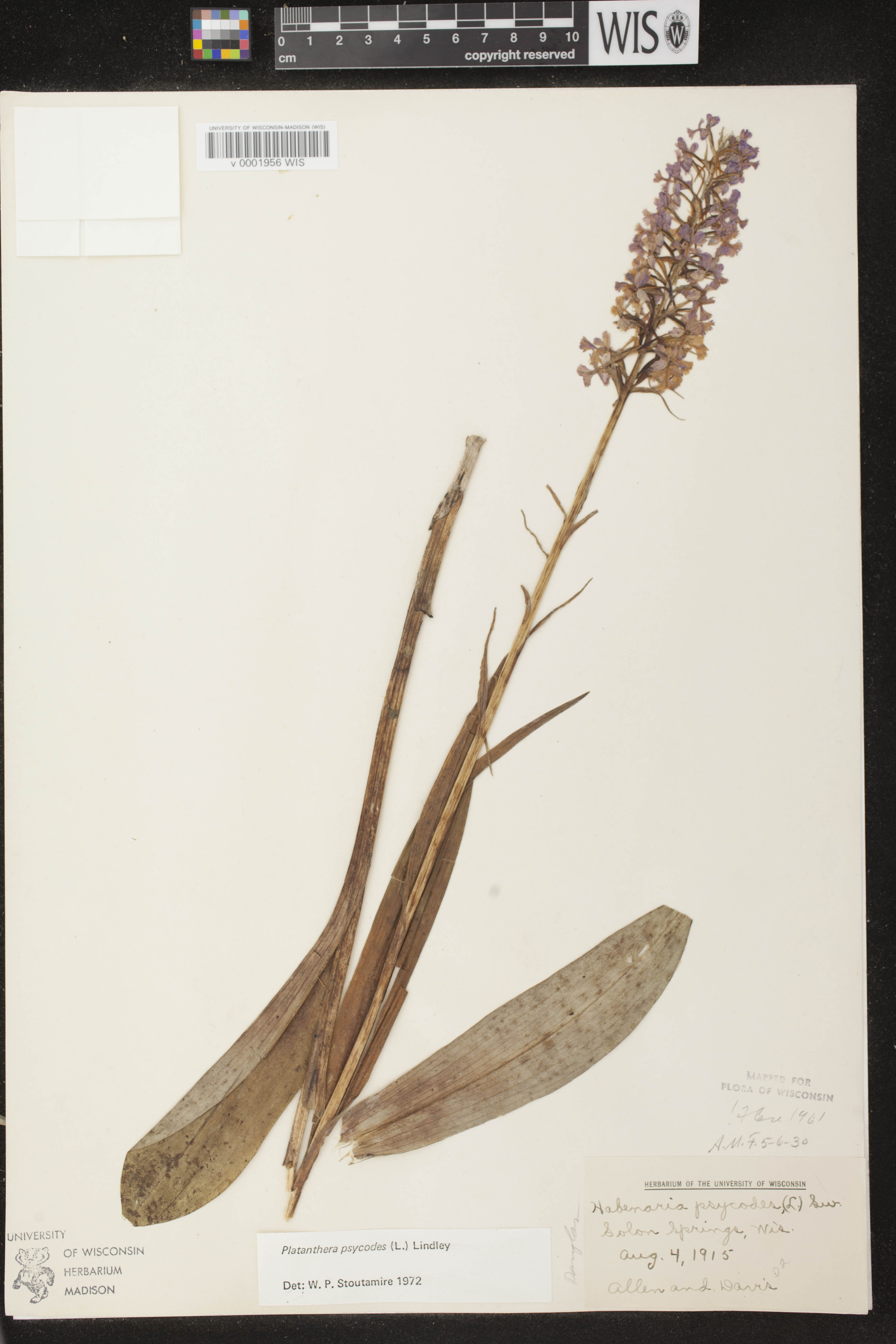 Platanthera psycodes image