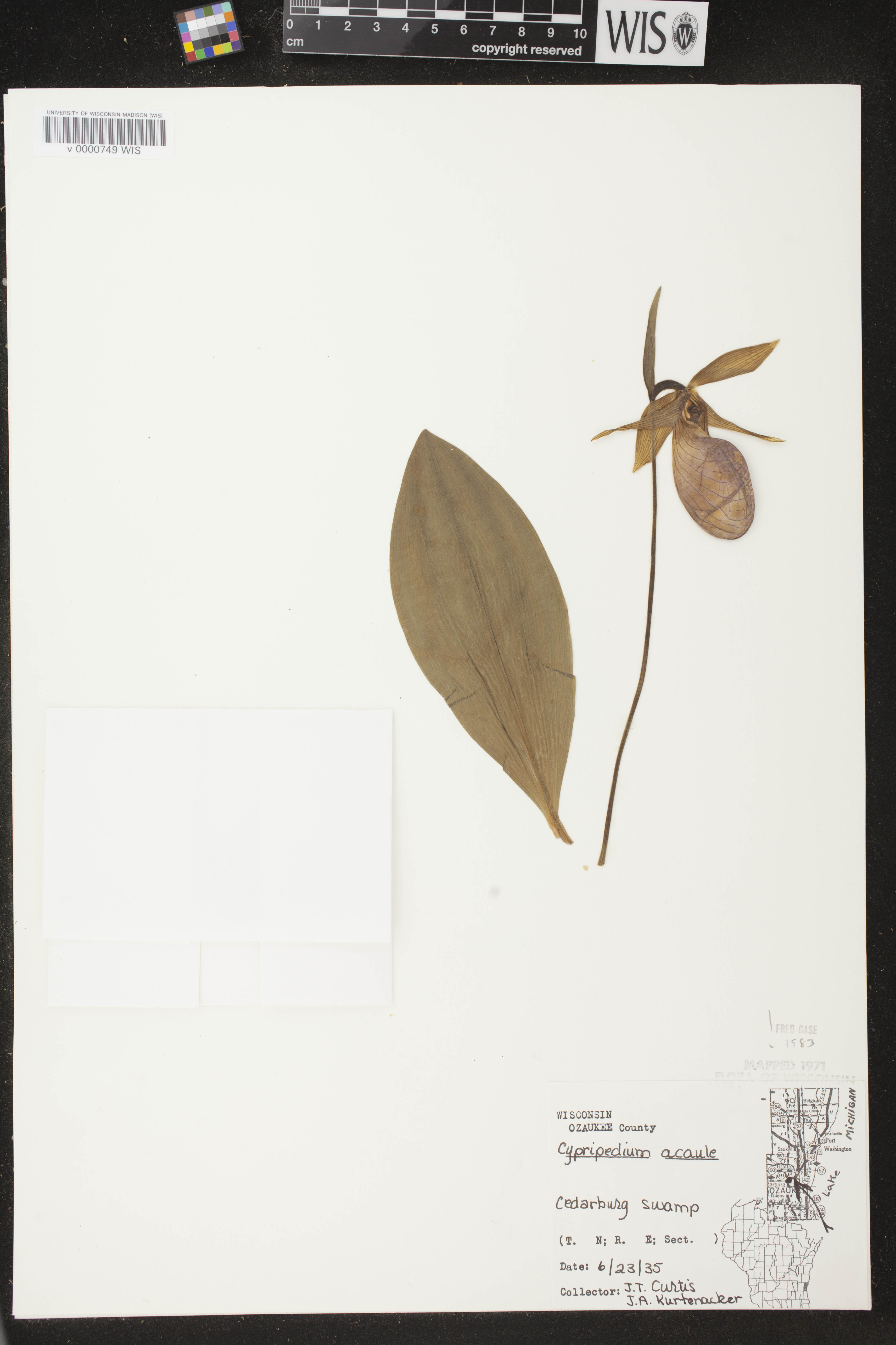 Cypripedium acaule image