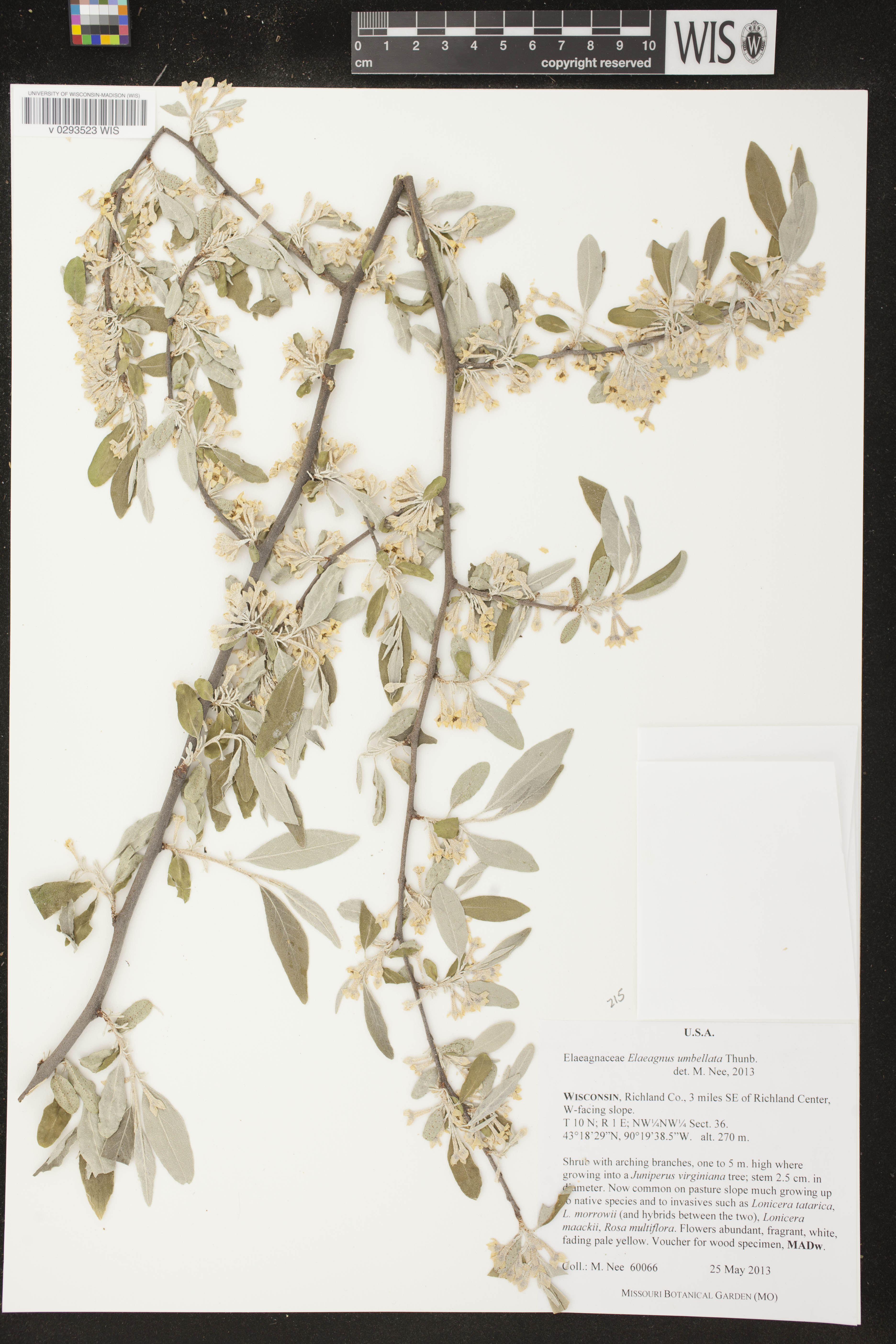 Elaeagnus umbellata image