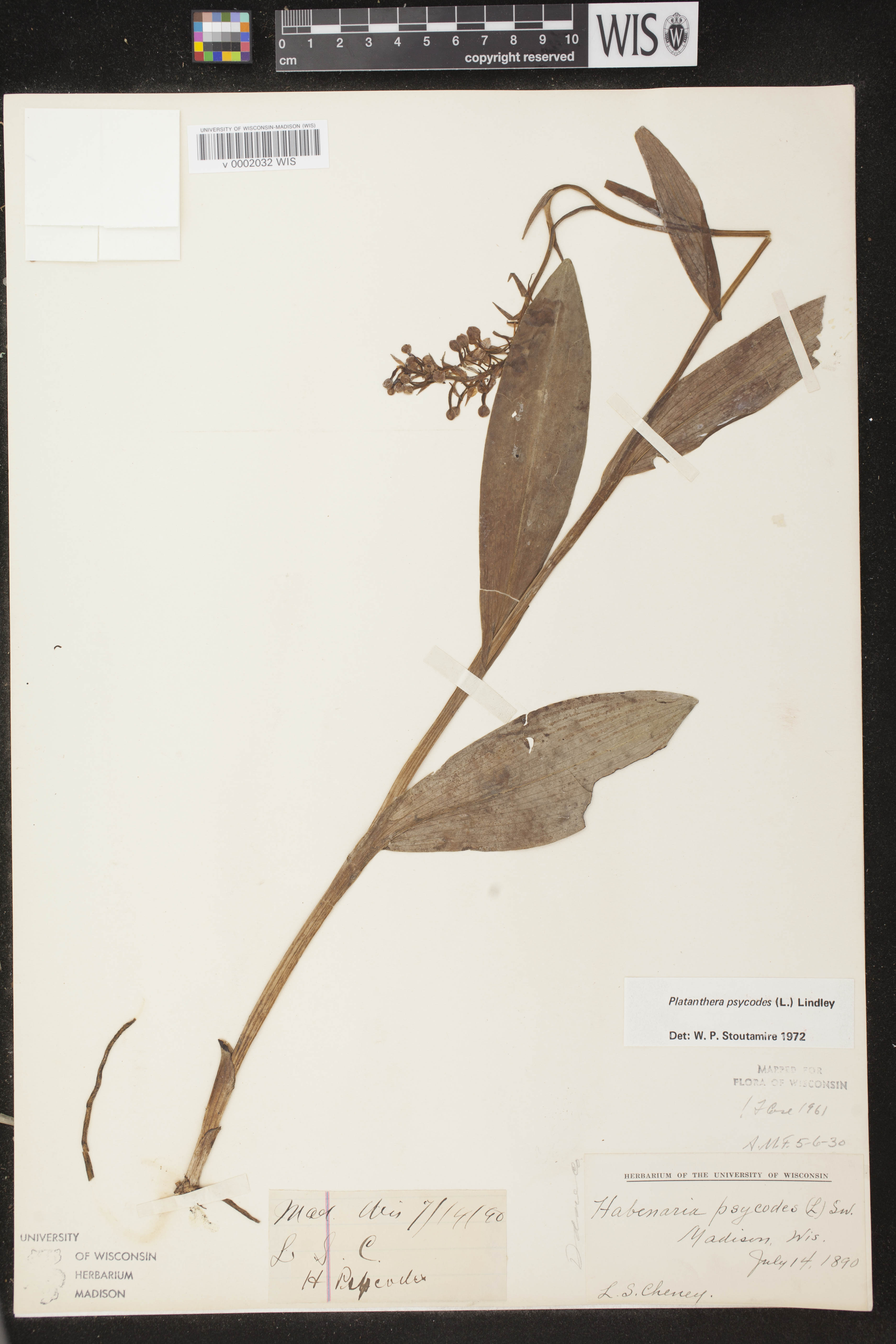 Platanthera psycodes image