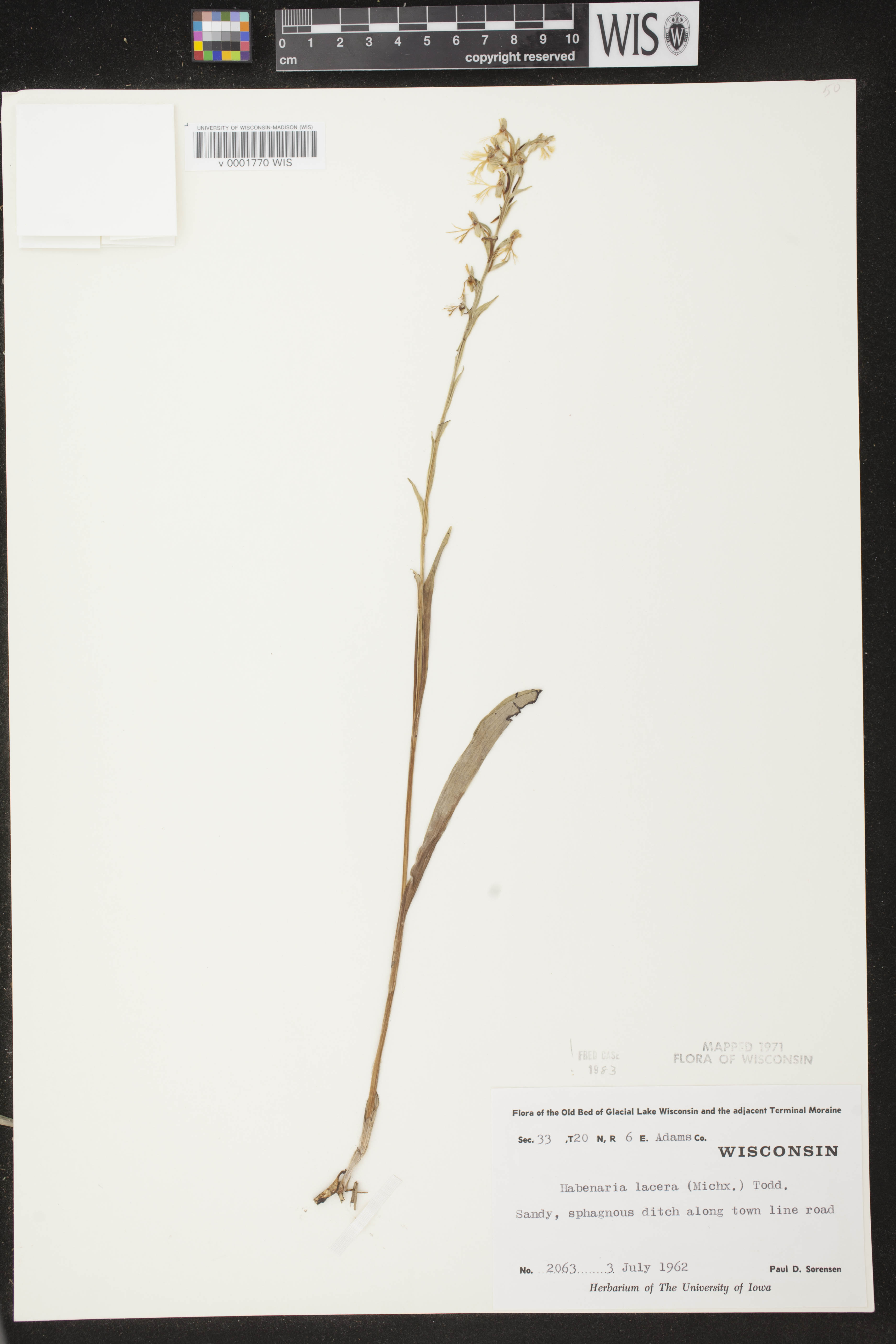 Platanthera lacera image