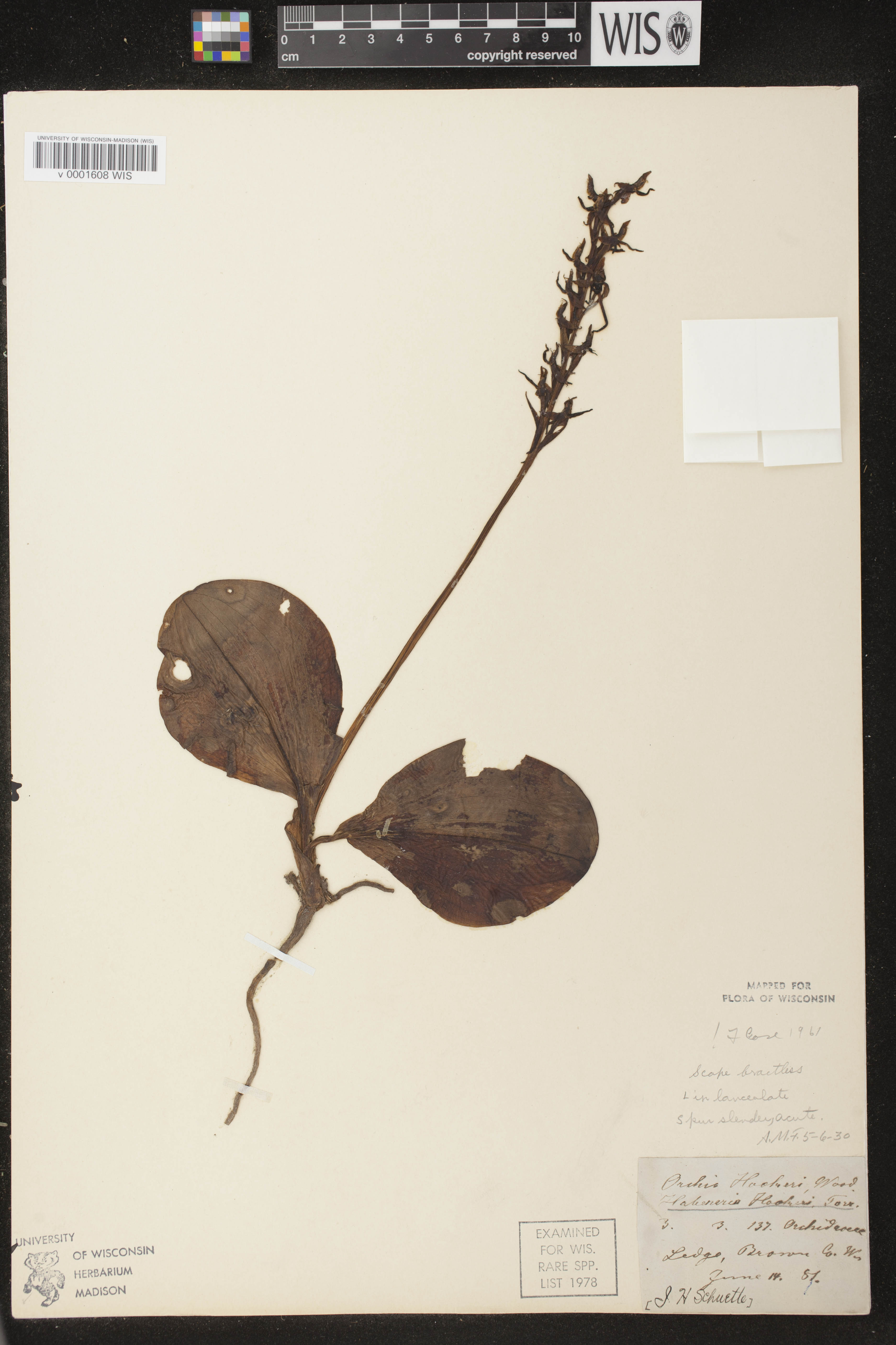 Platanthera hookeri image