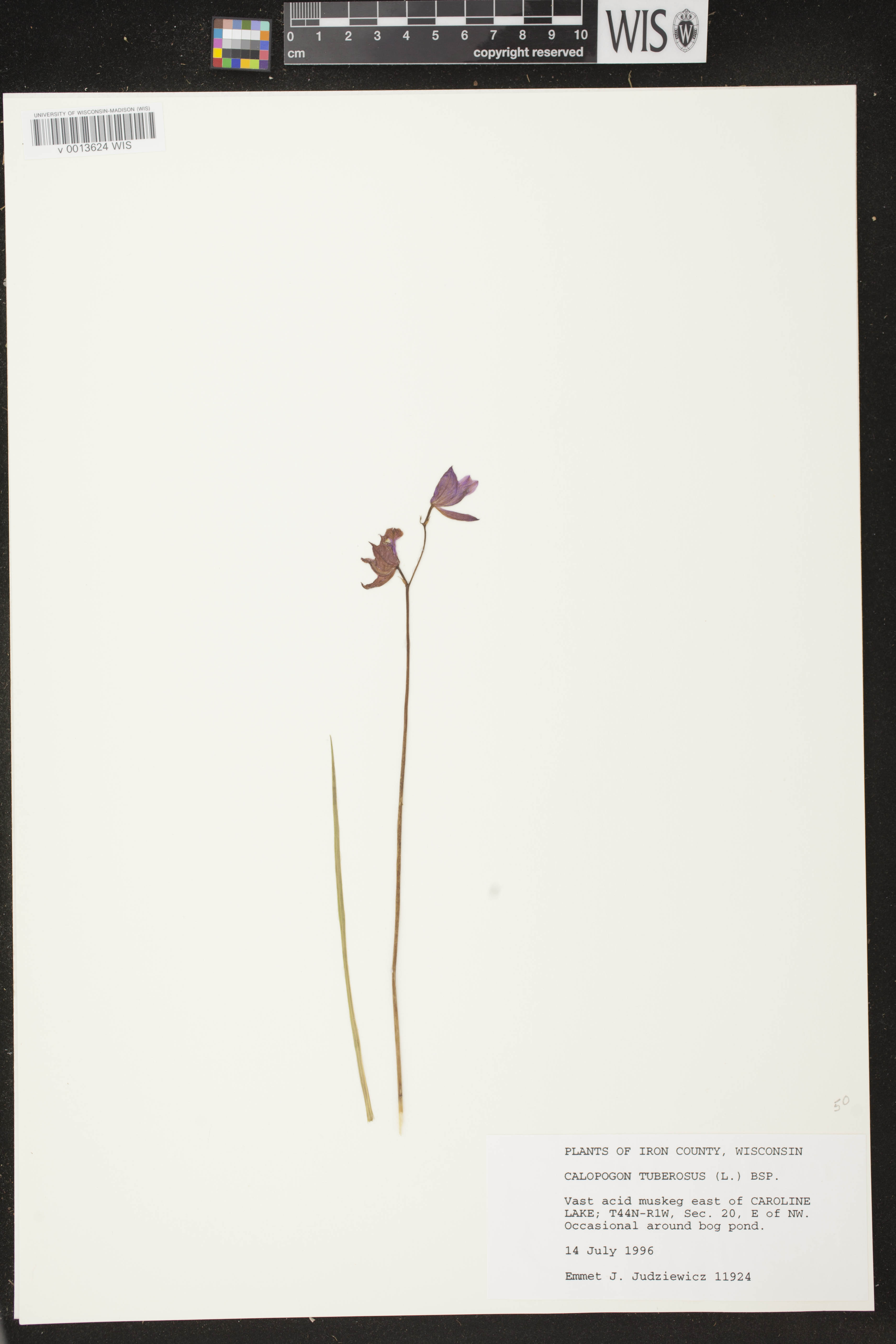 Calopogon tuberosus var. tuberosus image