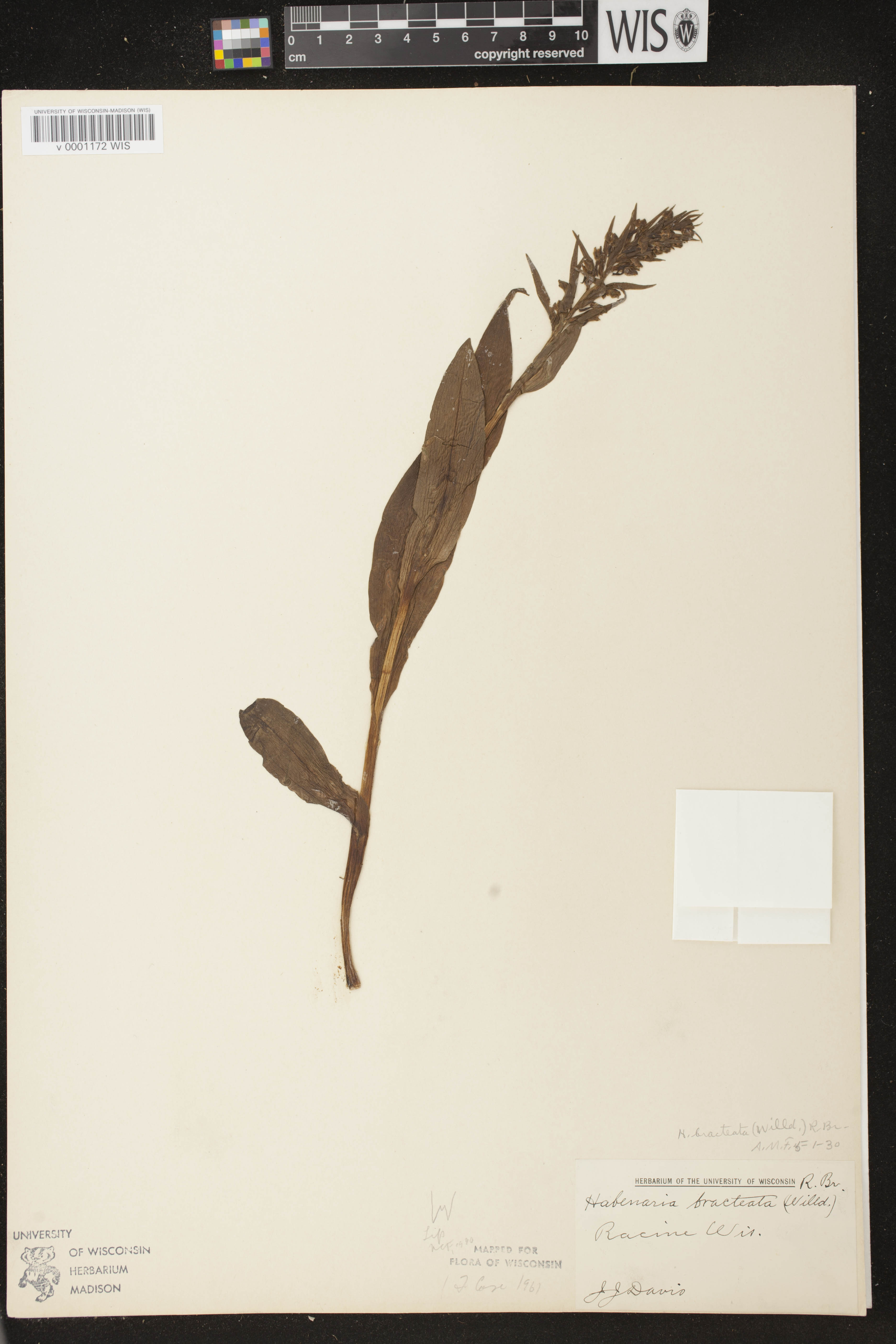 Coeloglossum viride var. virescens image