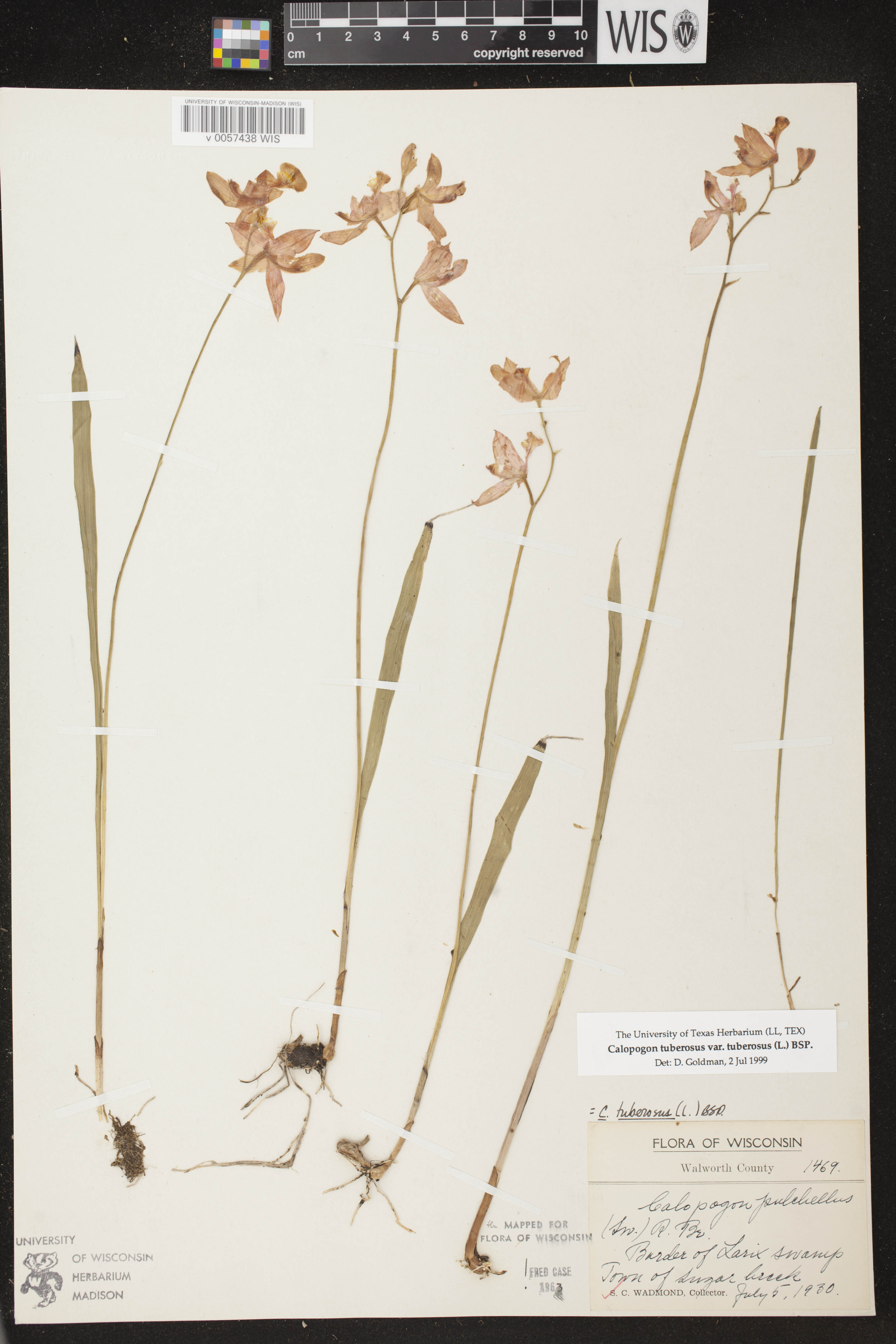Calopogon tuberosus var. tuberosus image