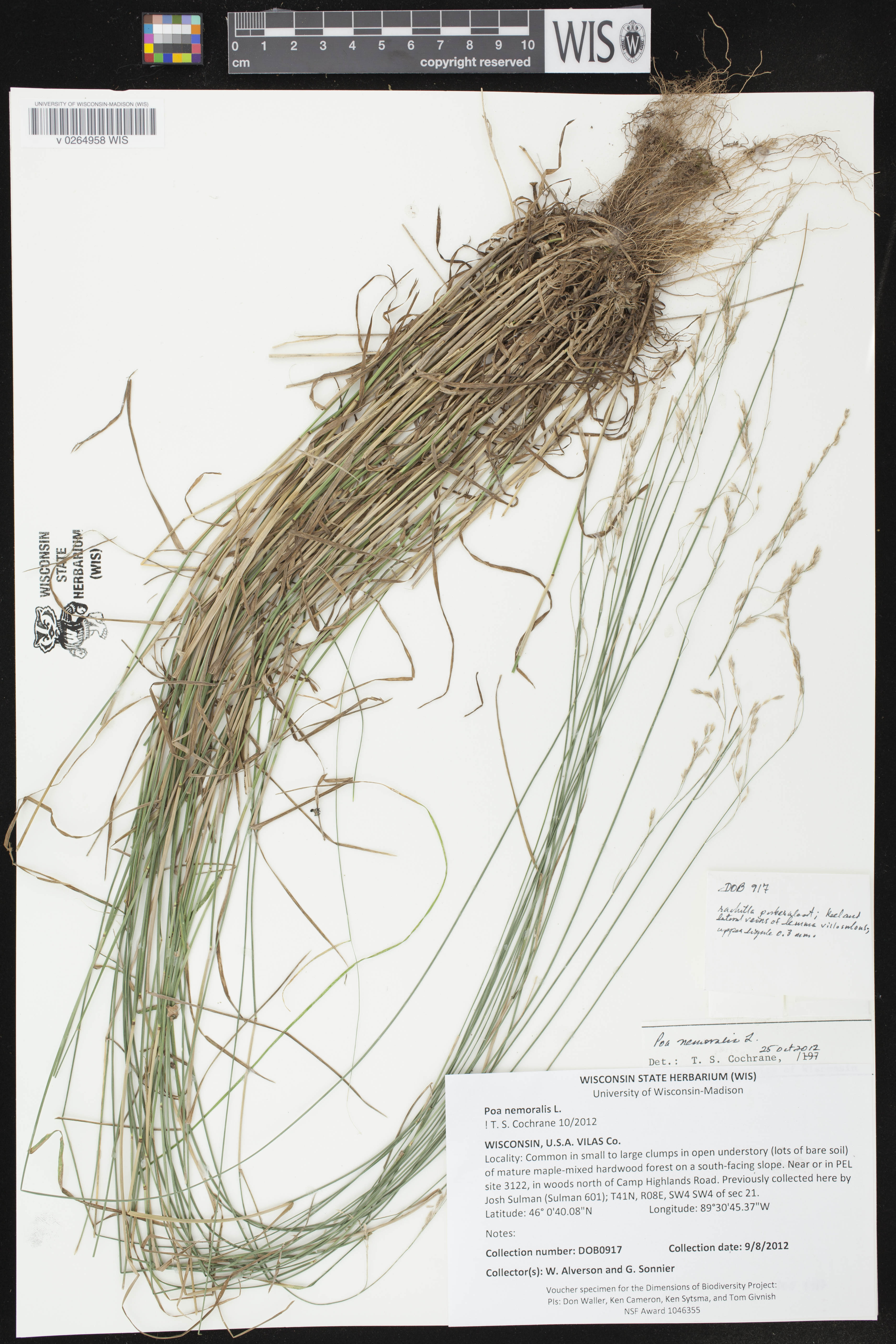 Poa nemoralis image