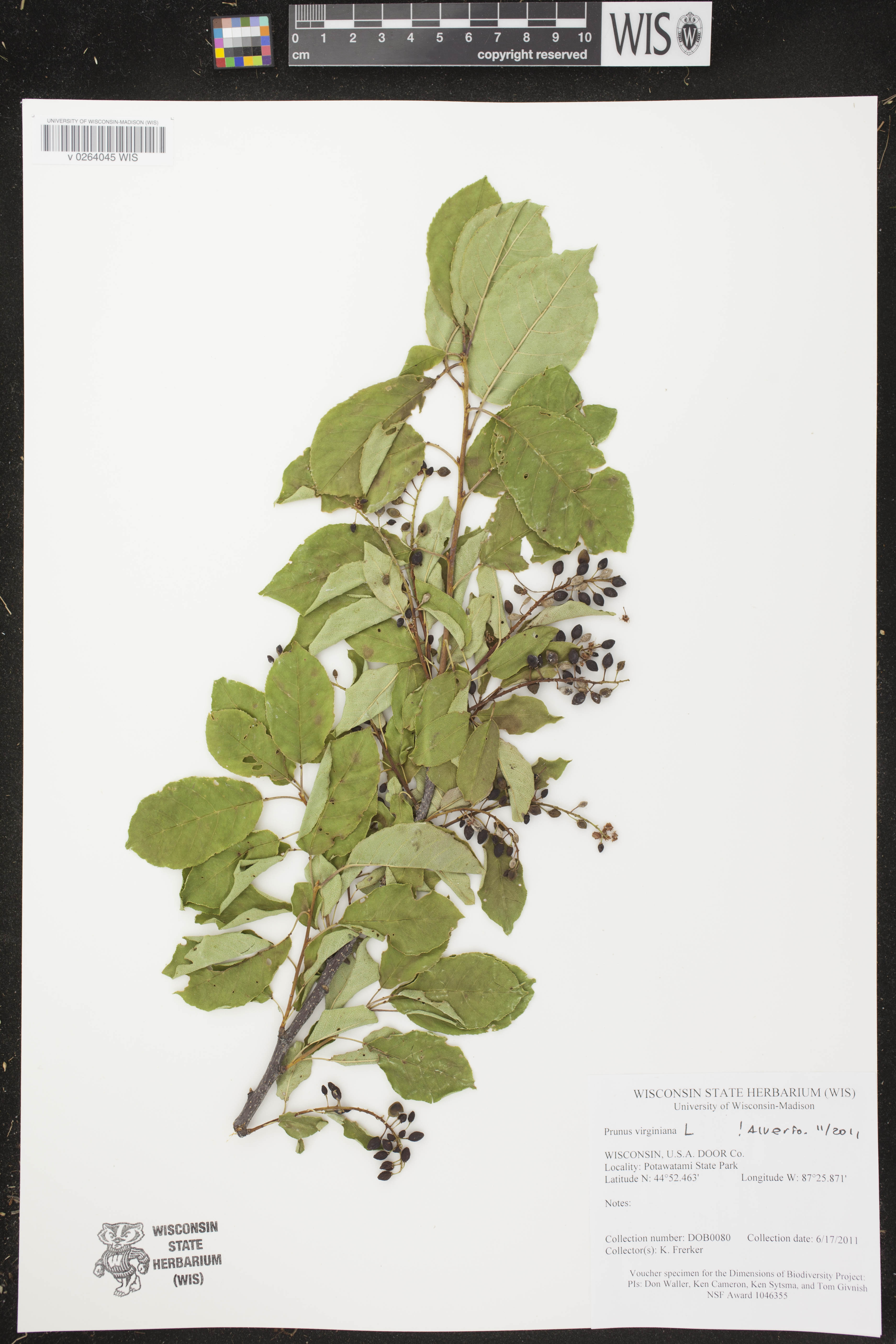 Prunus virginiana image