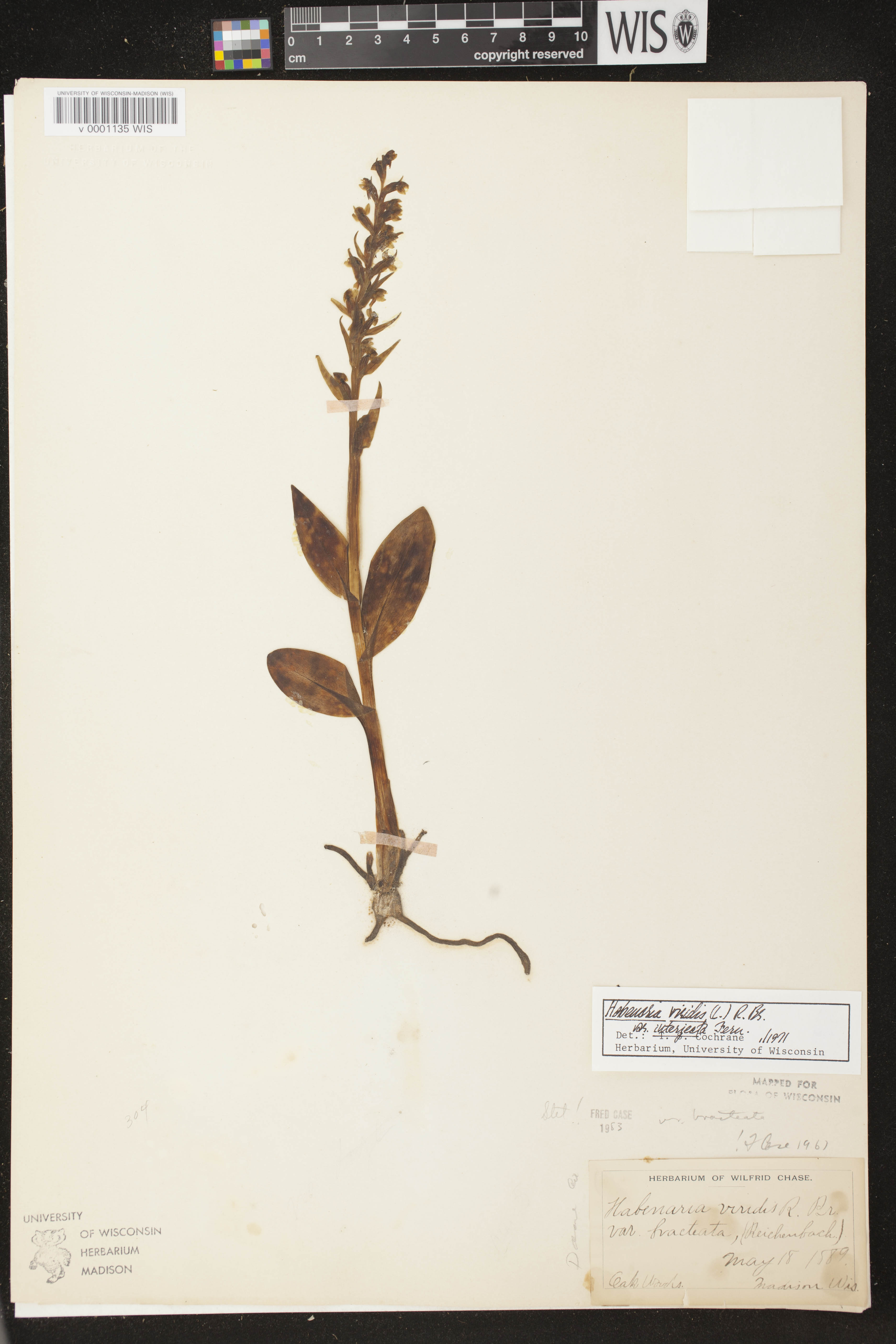 Coeloglossum viride var. virescens image