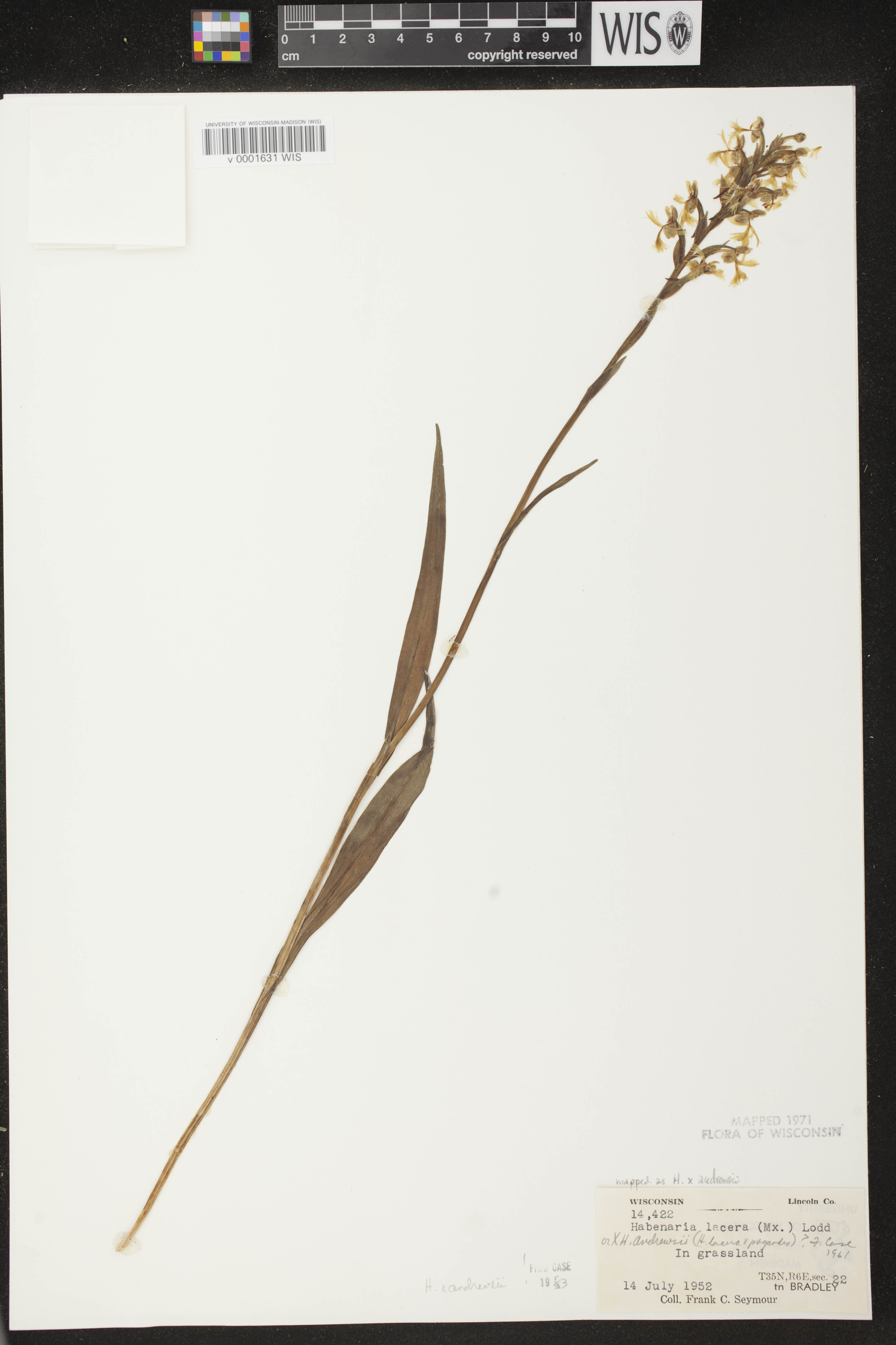 Platanthera x andrewsii image