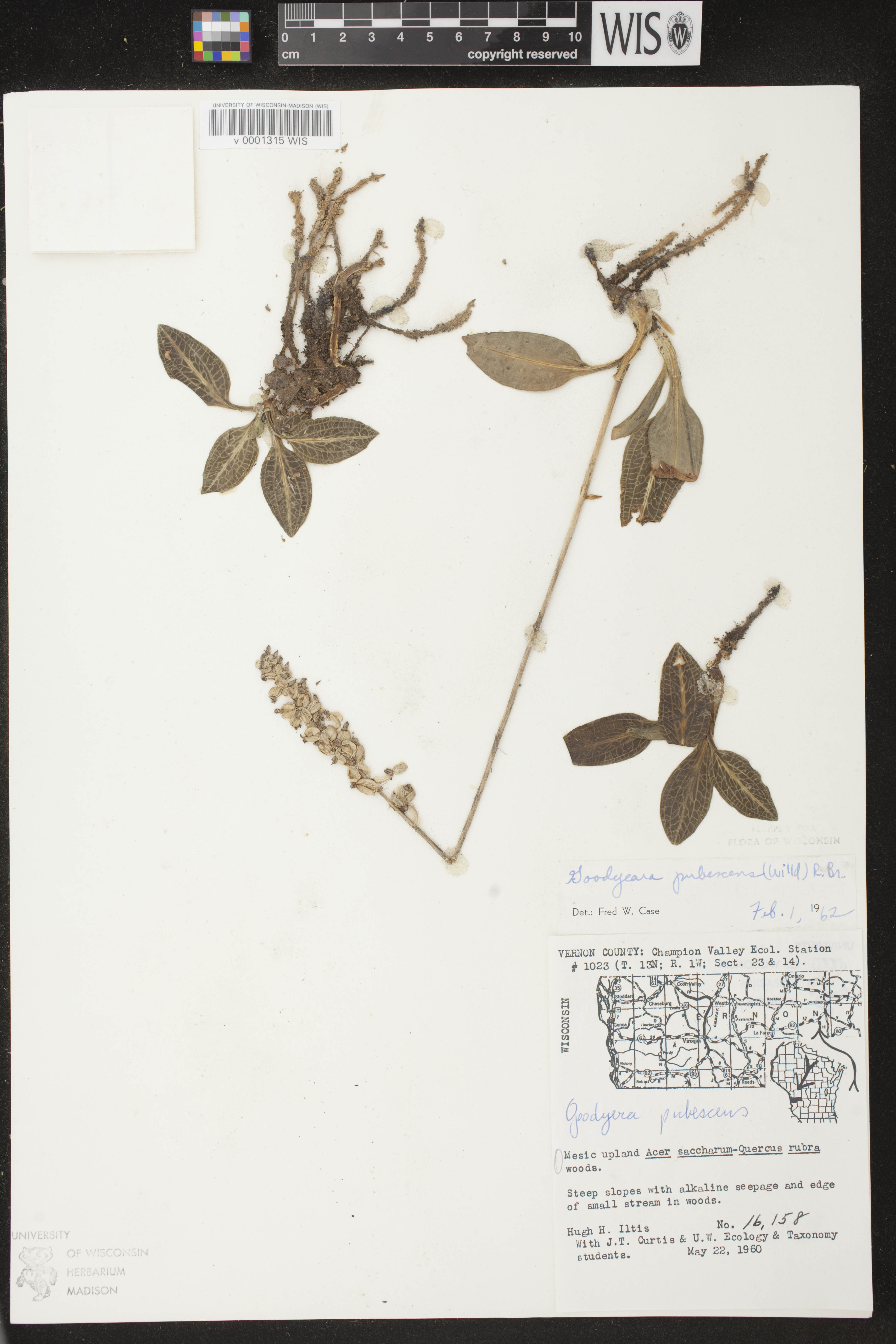 Goodyera pubescens image