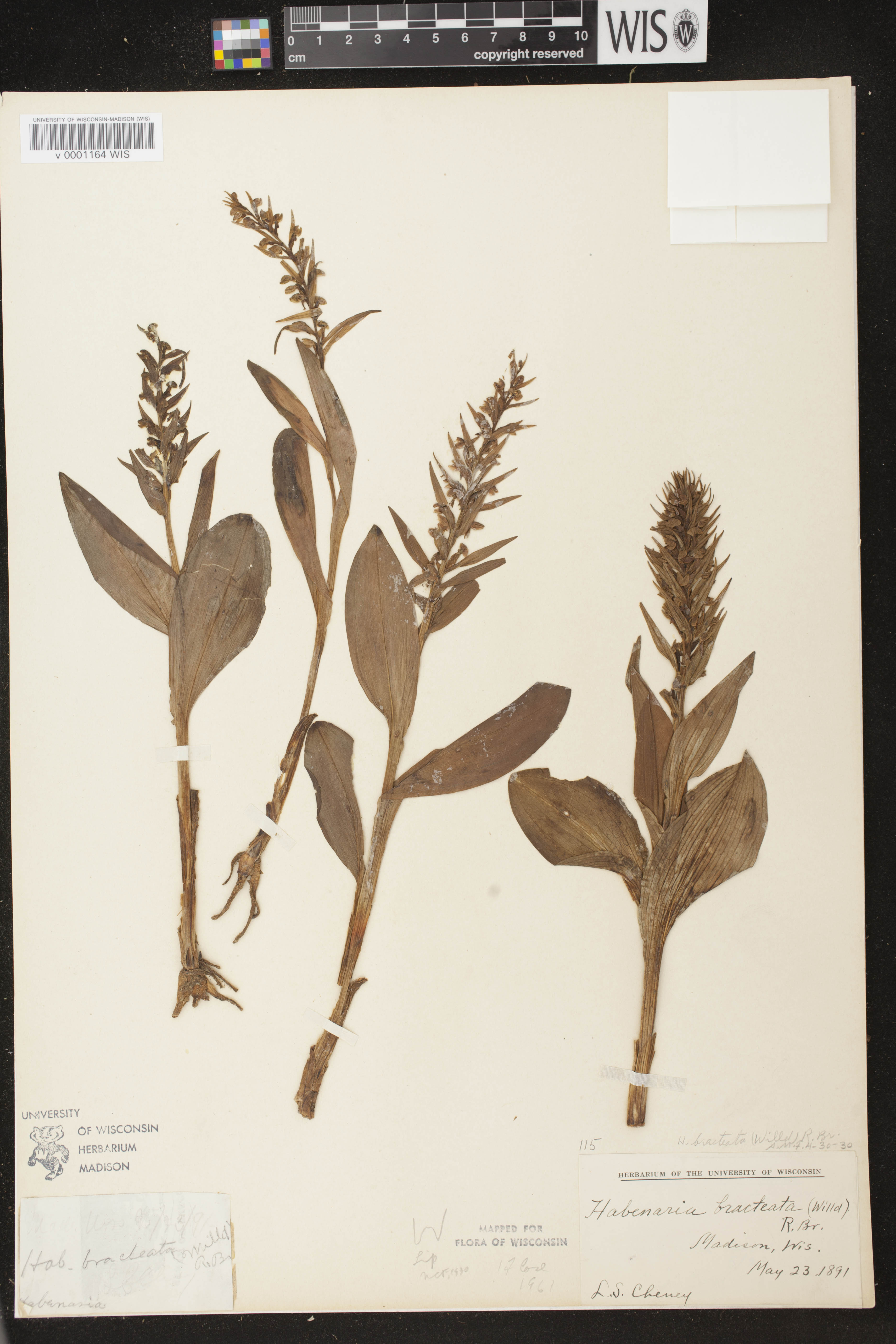 Coeloglossum viride var. virescens image