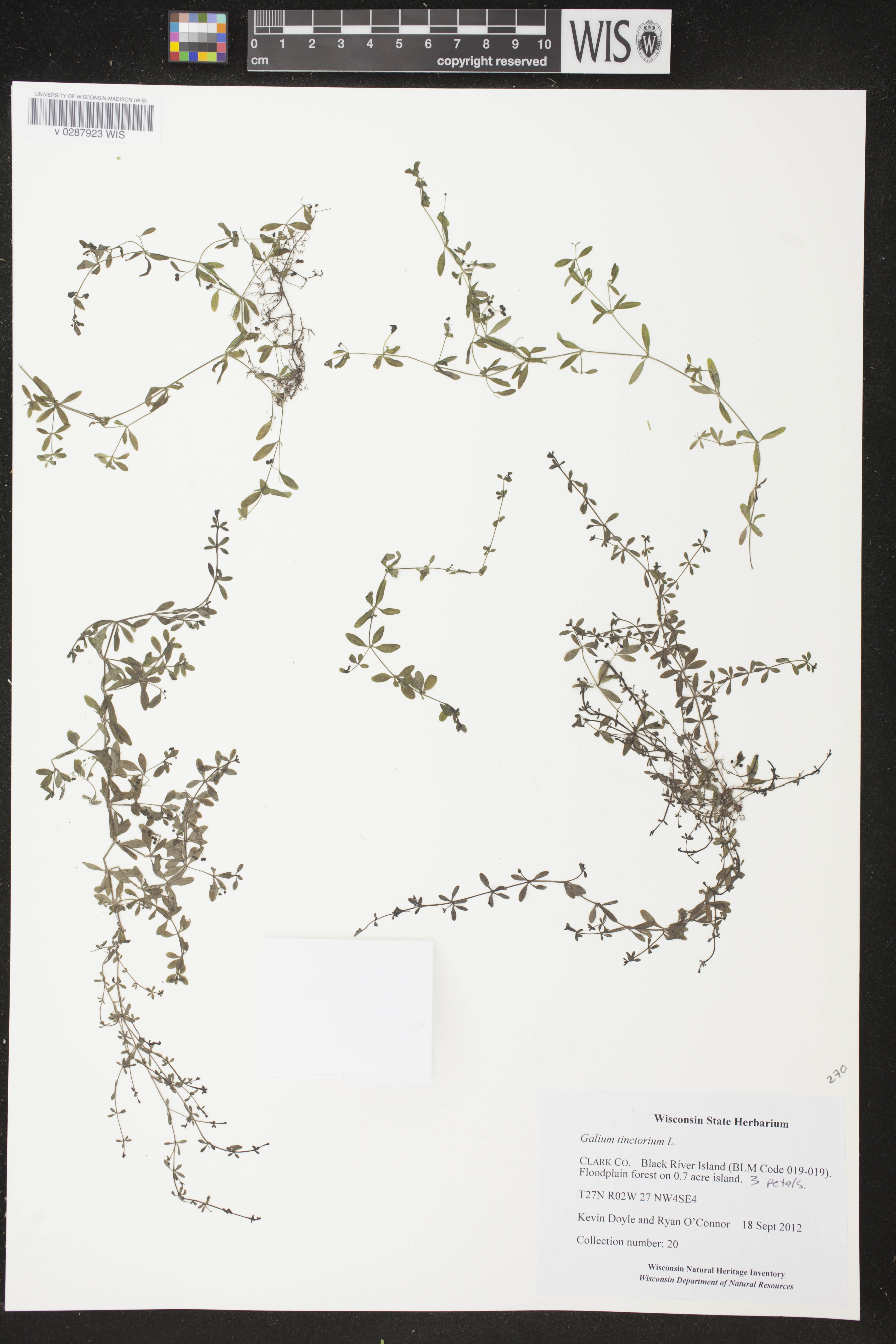 Galium tinctorium image