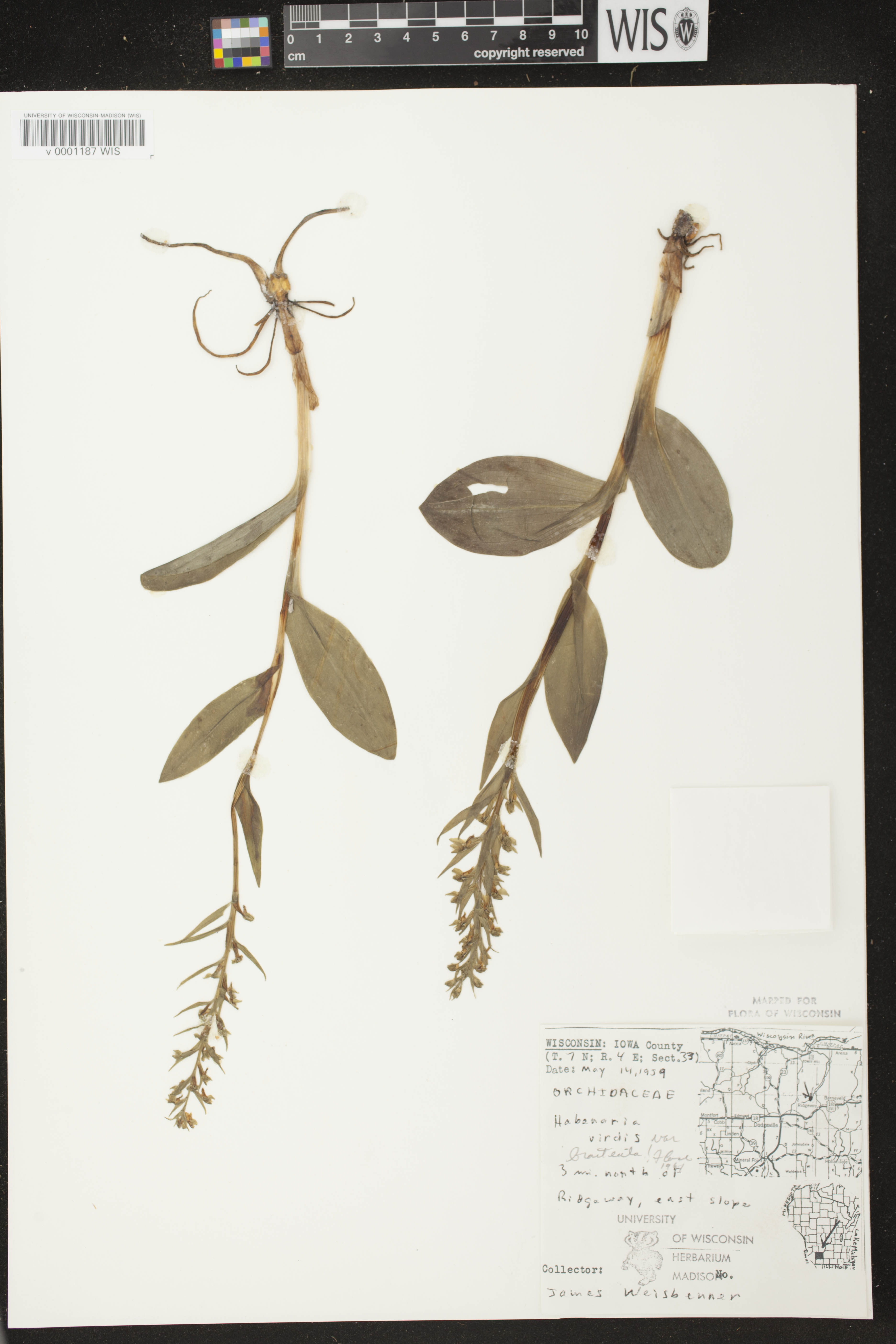 Coeloglossum viride var. virescens image
