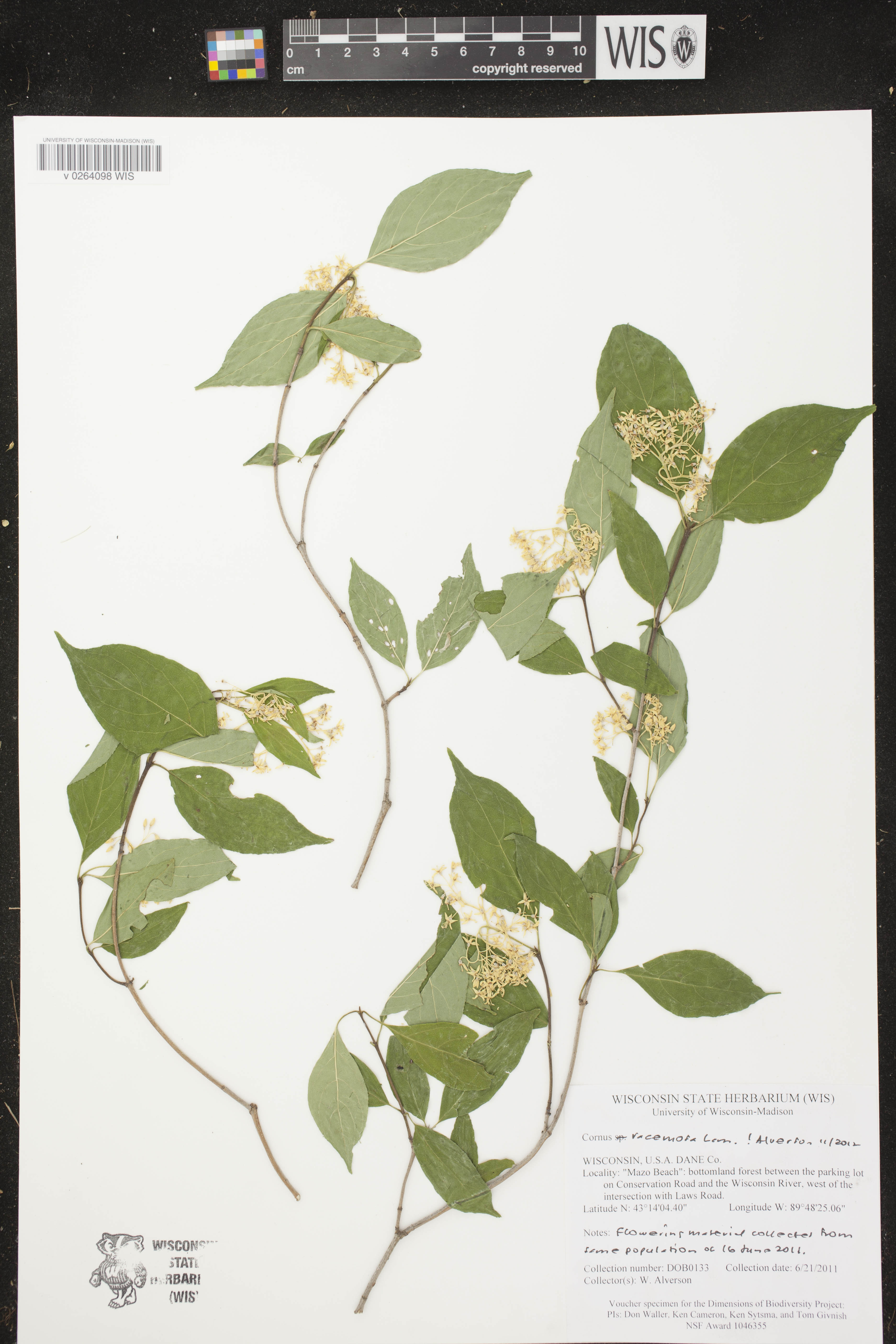 Cornus foemina subsp. racemosa image