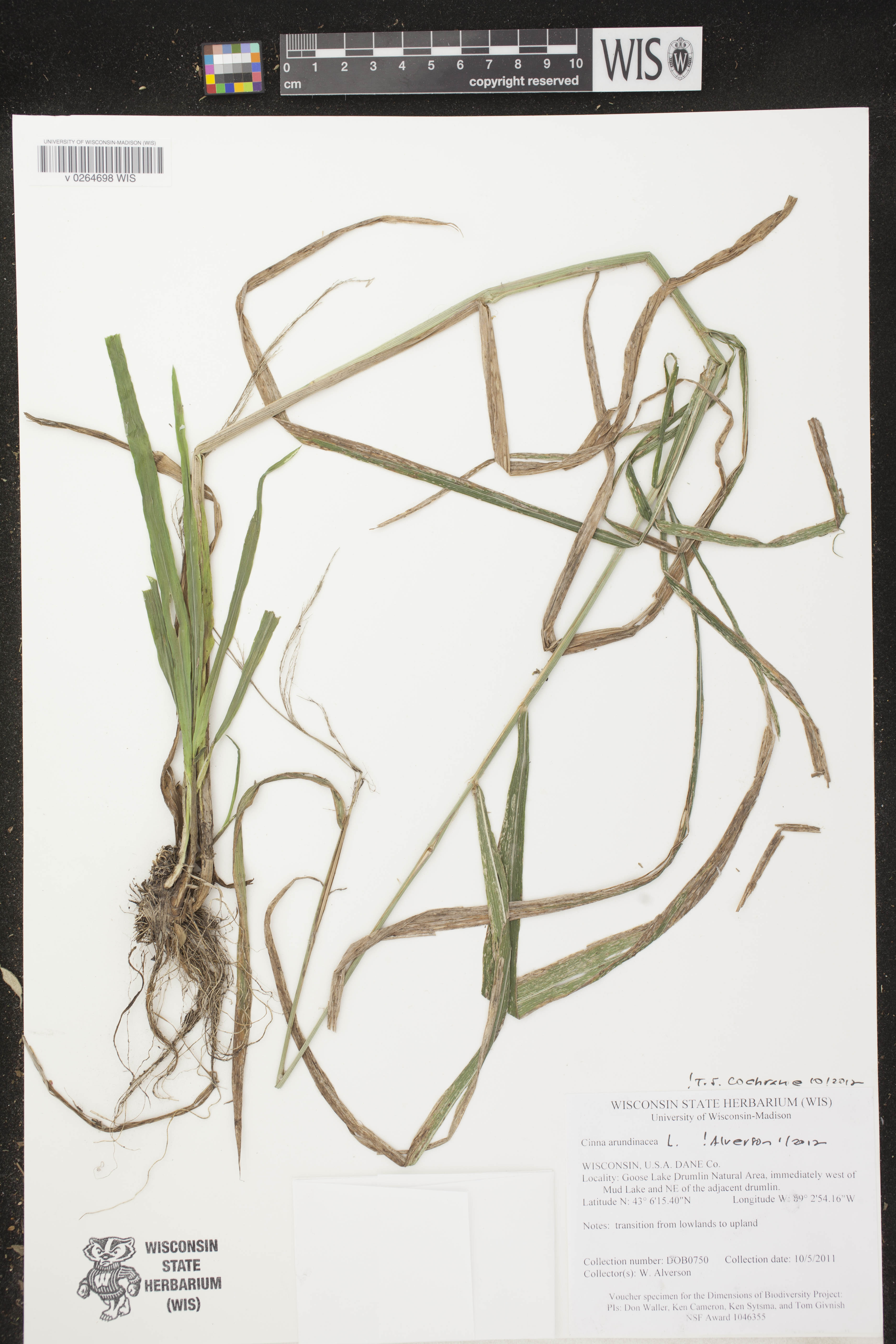Cinna arundinacea image