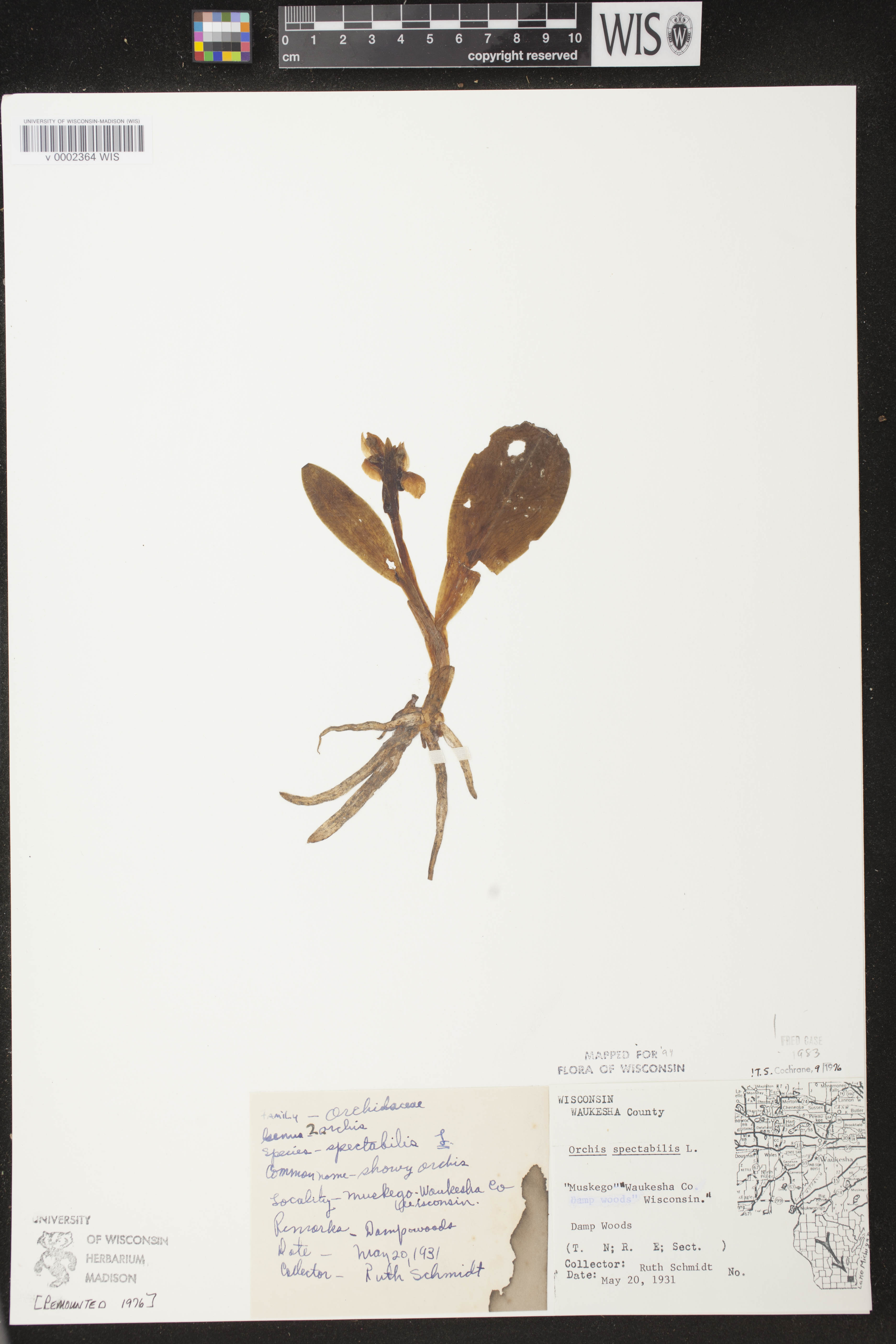 Galearis spectabilis image