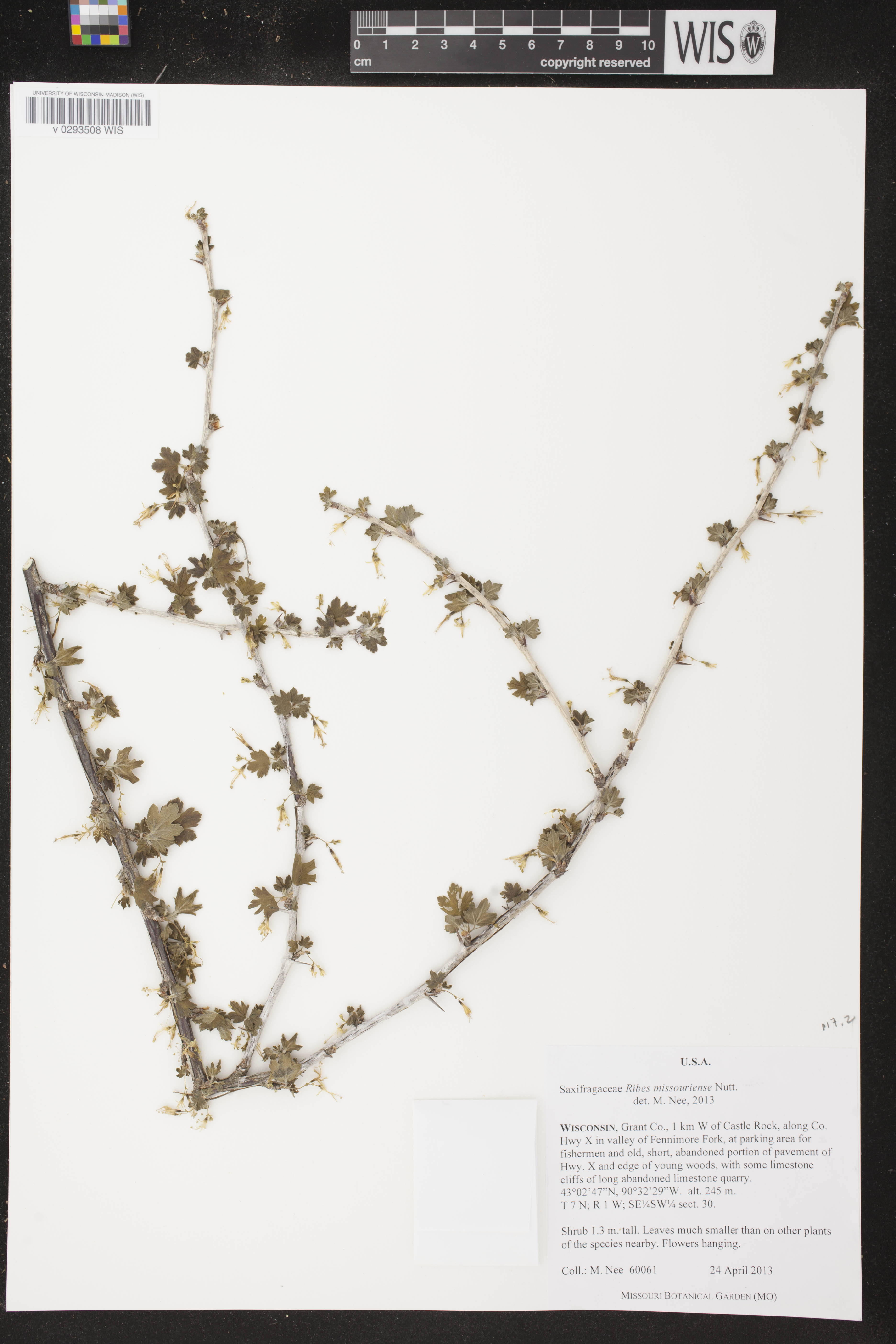 Ribes missouriense image