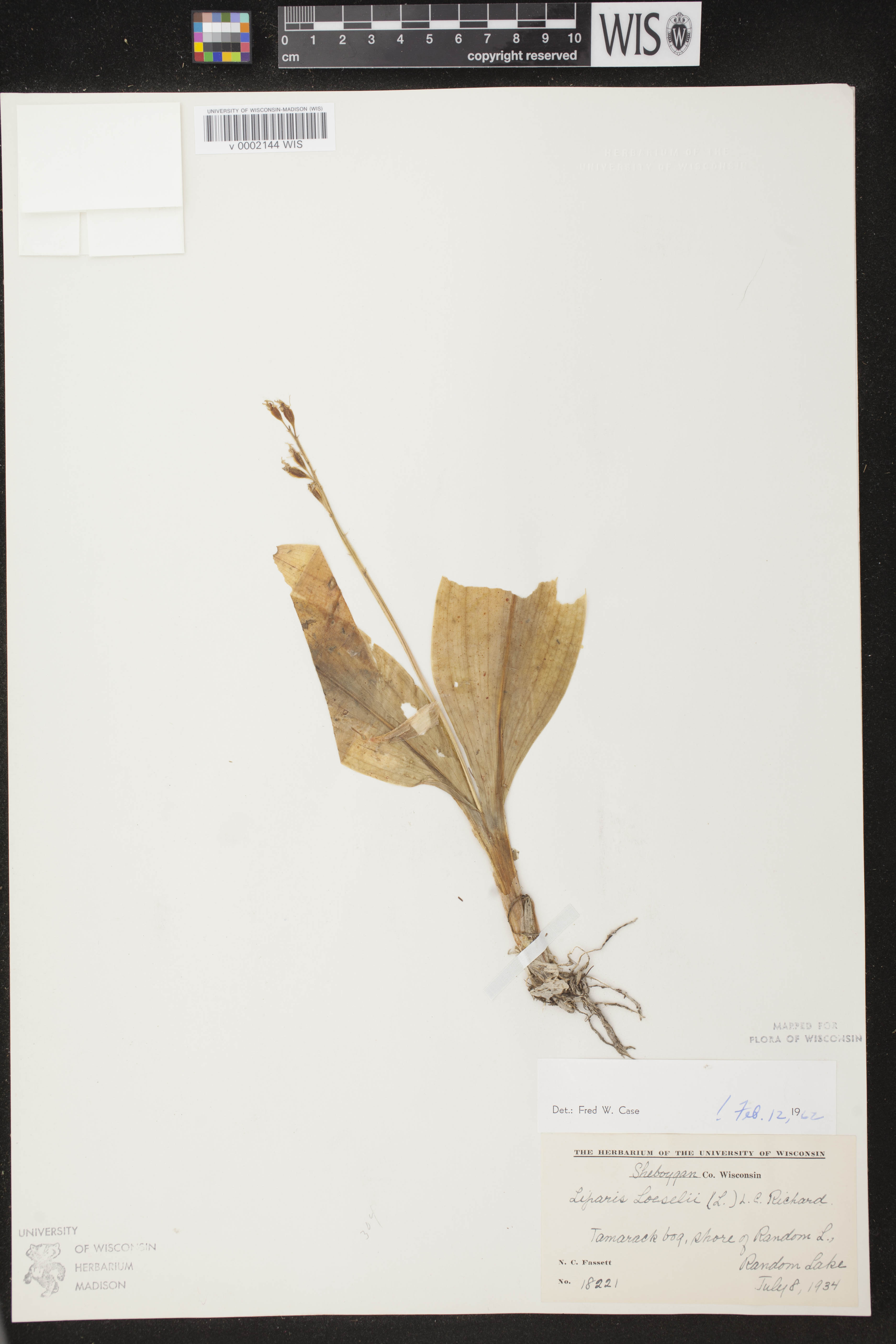 Liparis loeselii image