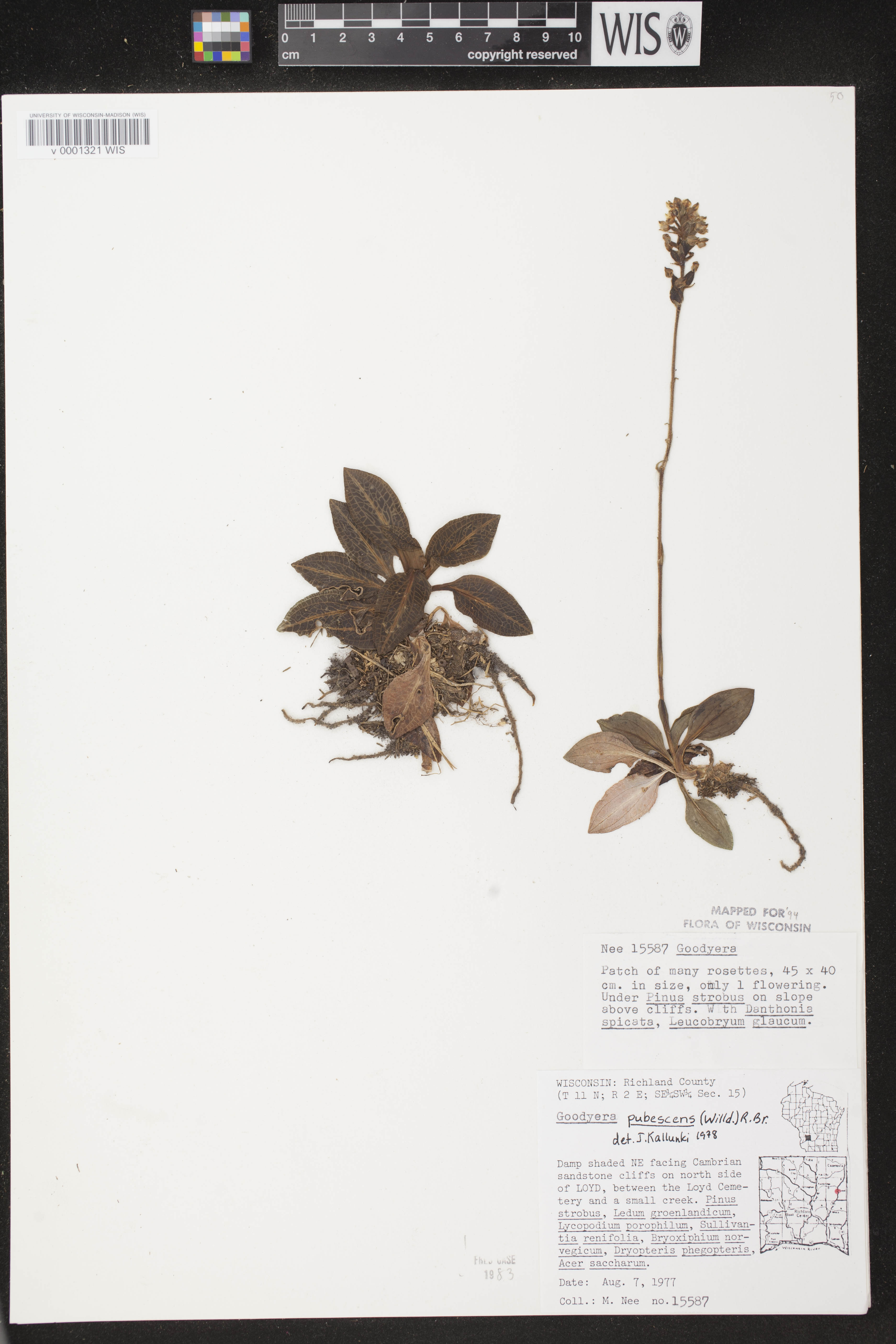 Goodyera pubescens image