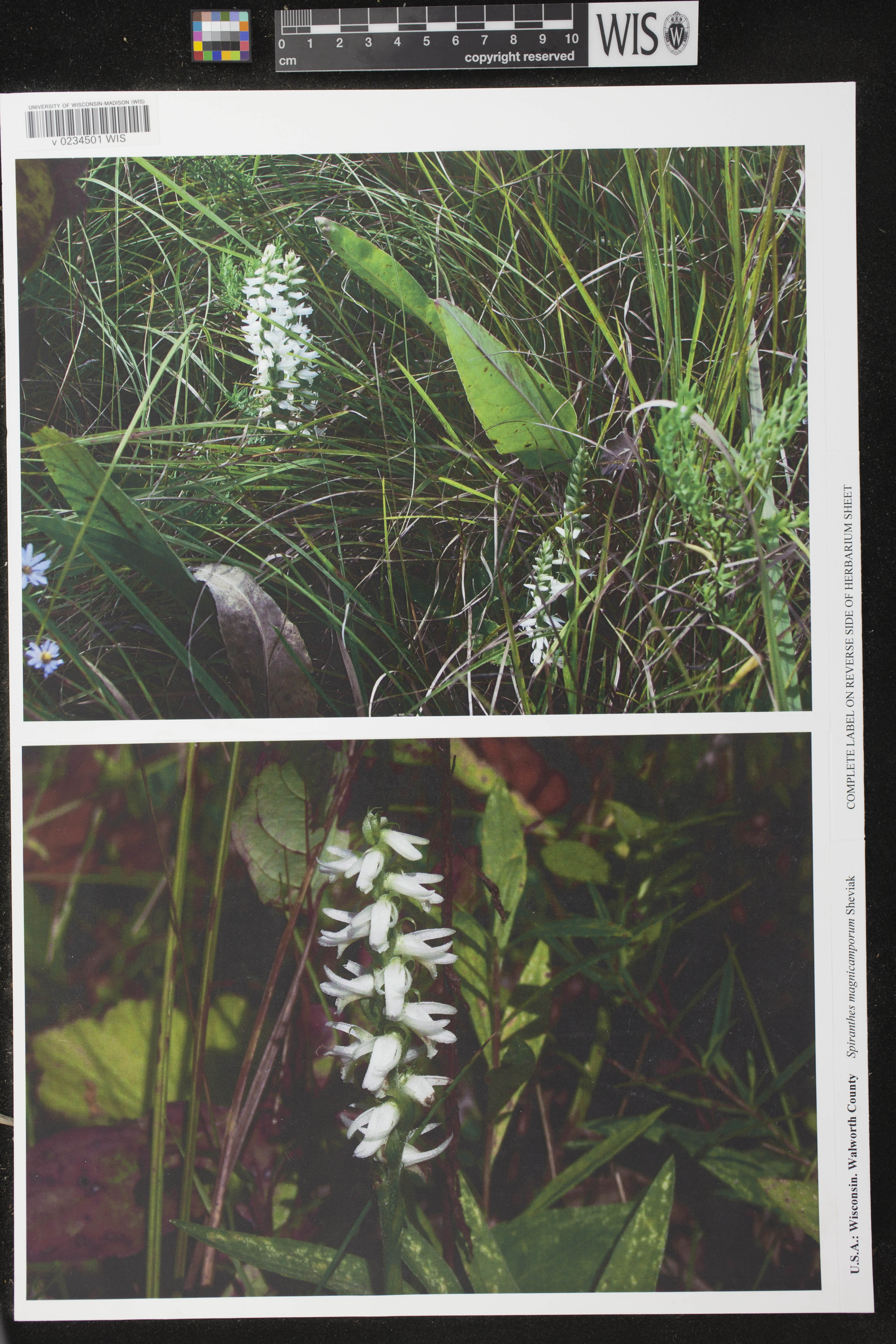 Spiranthes magnicamporum image