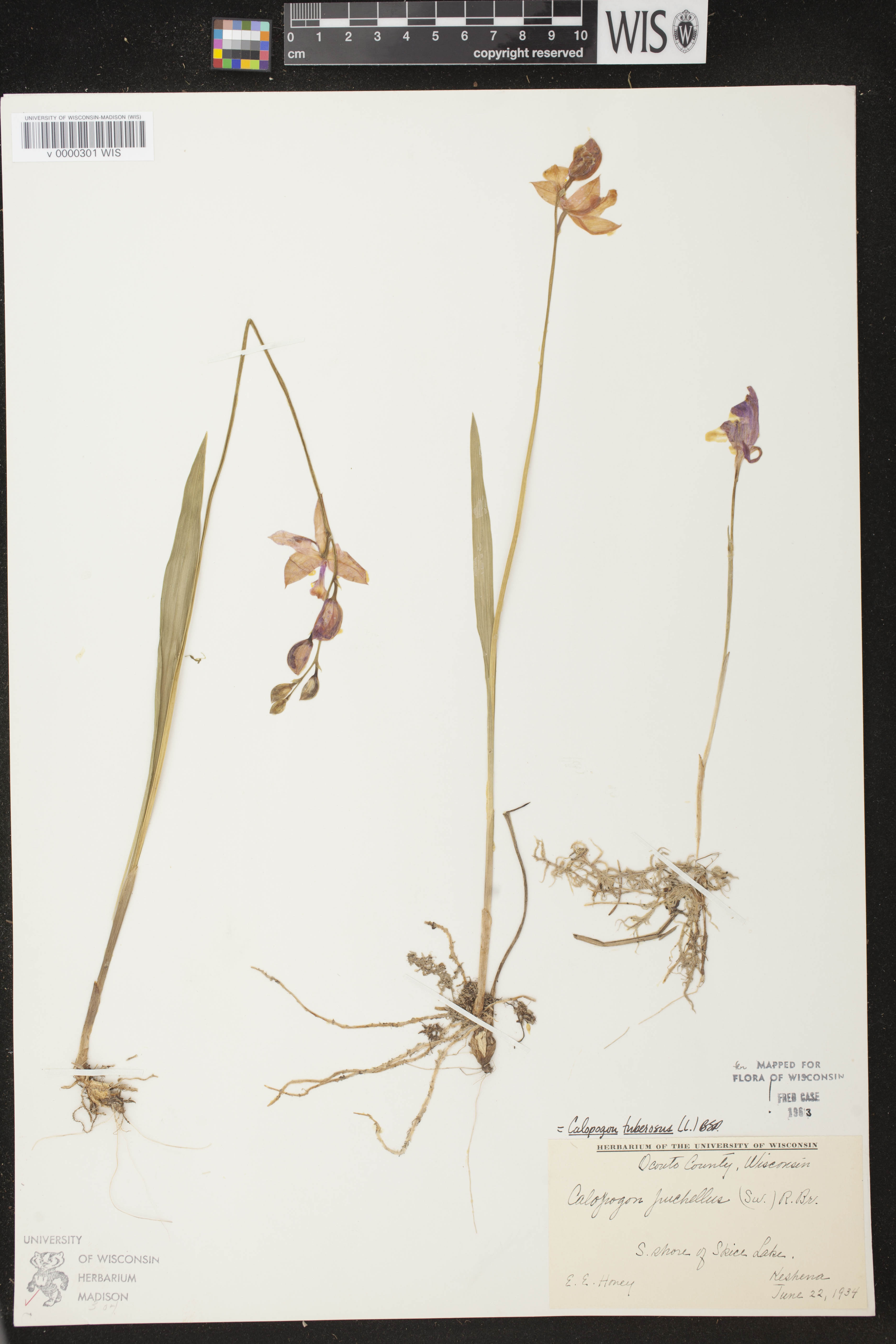 Calopogon tuberosus var. tuberosus image