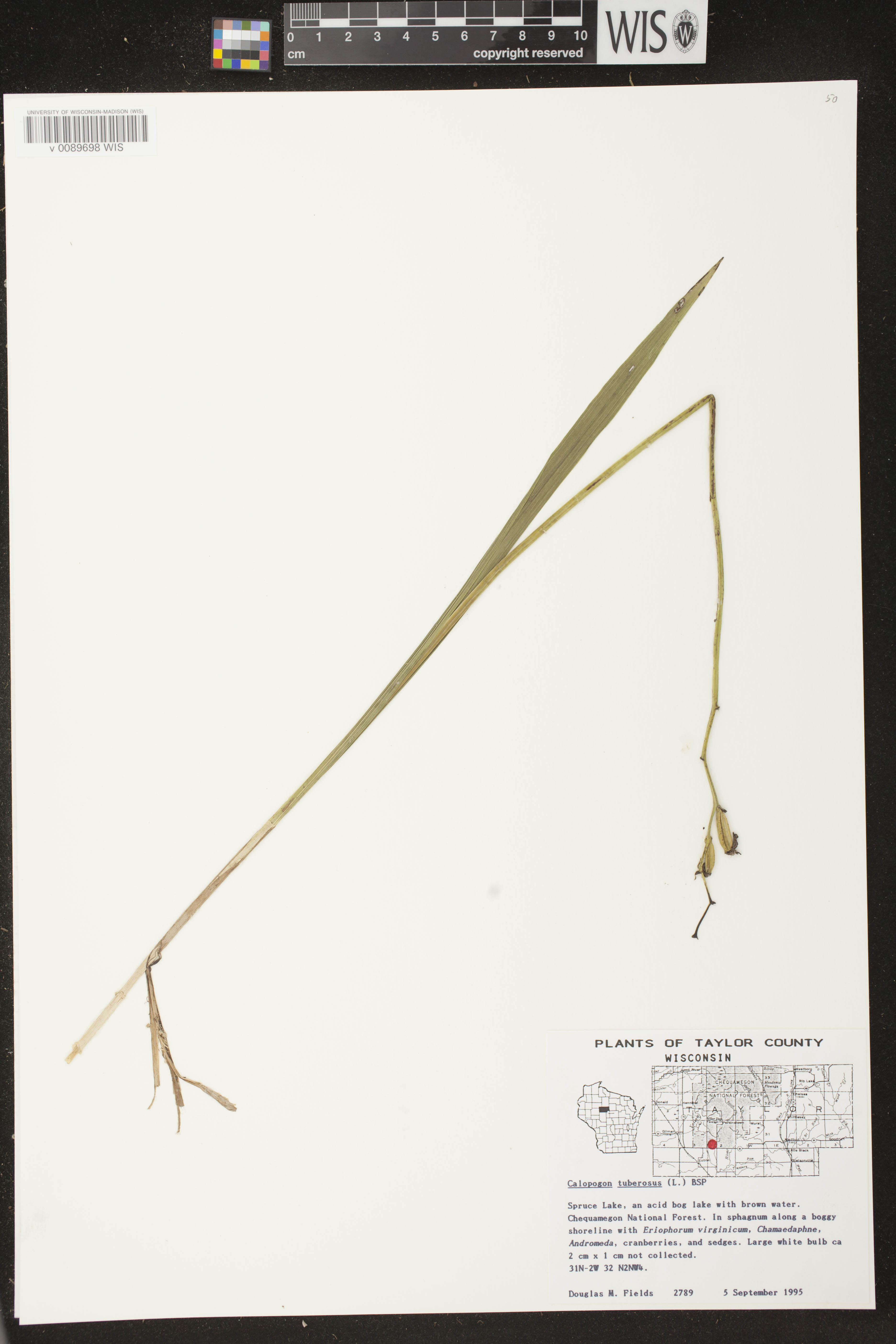 Calopogon tuberosus image