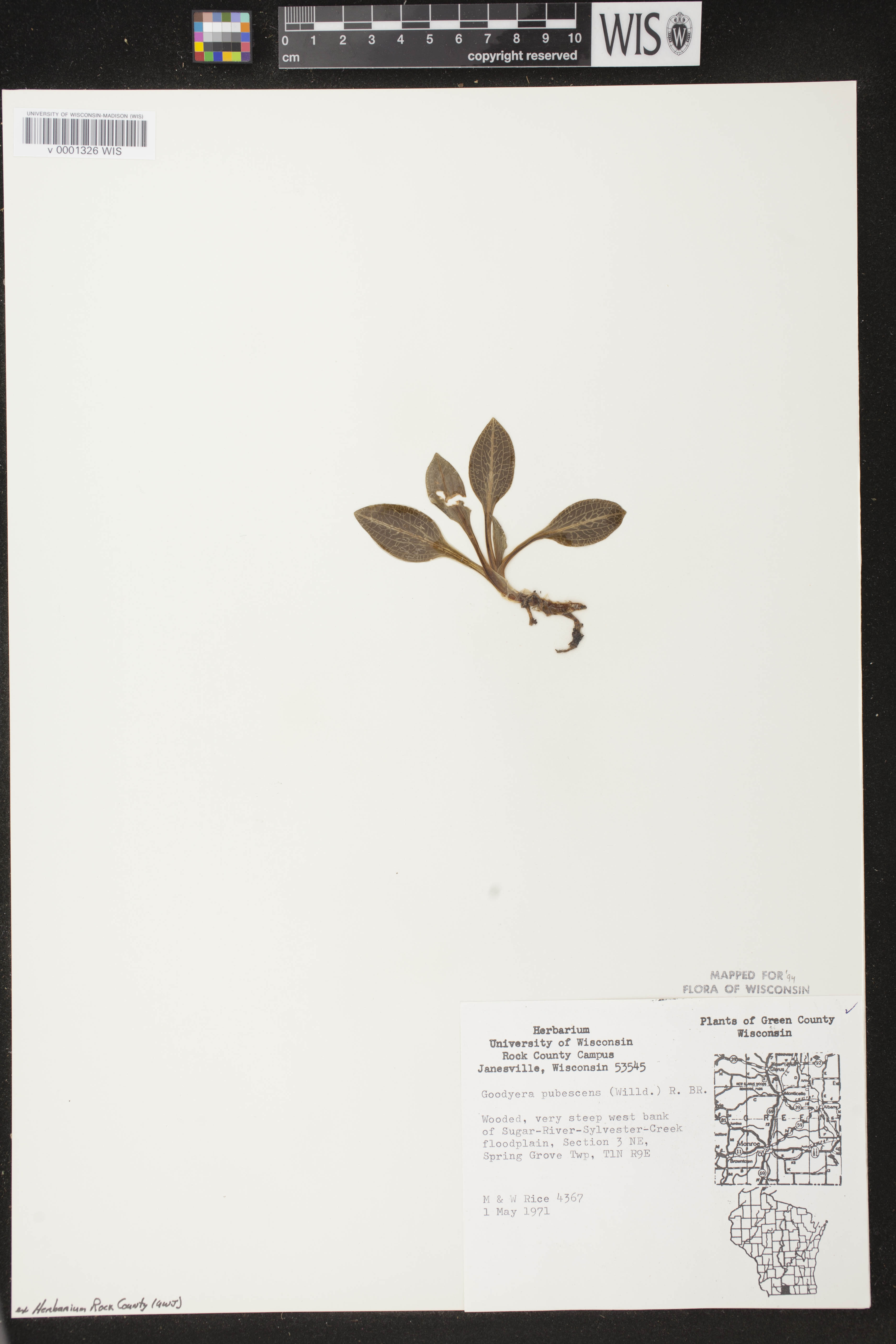 Goodyera pubescens image