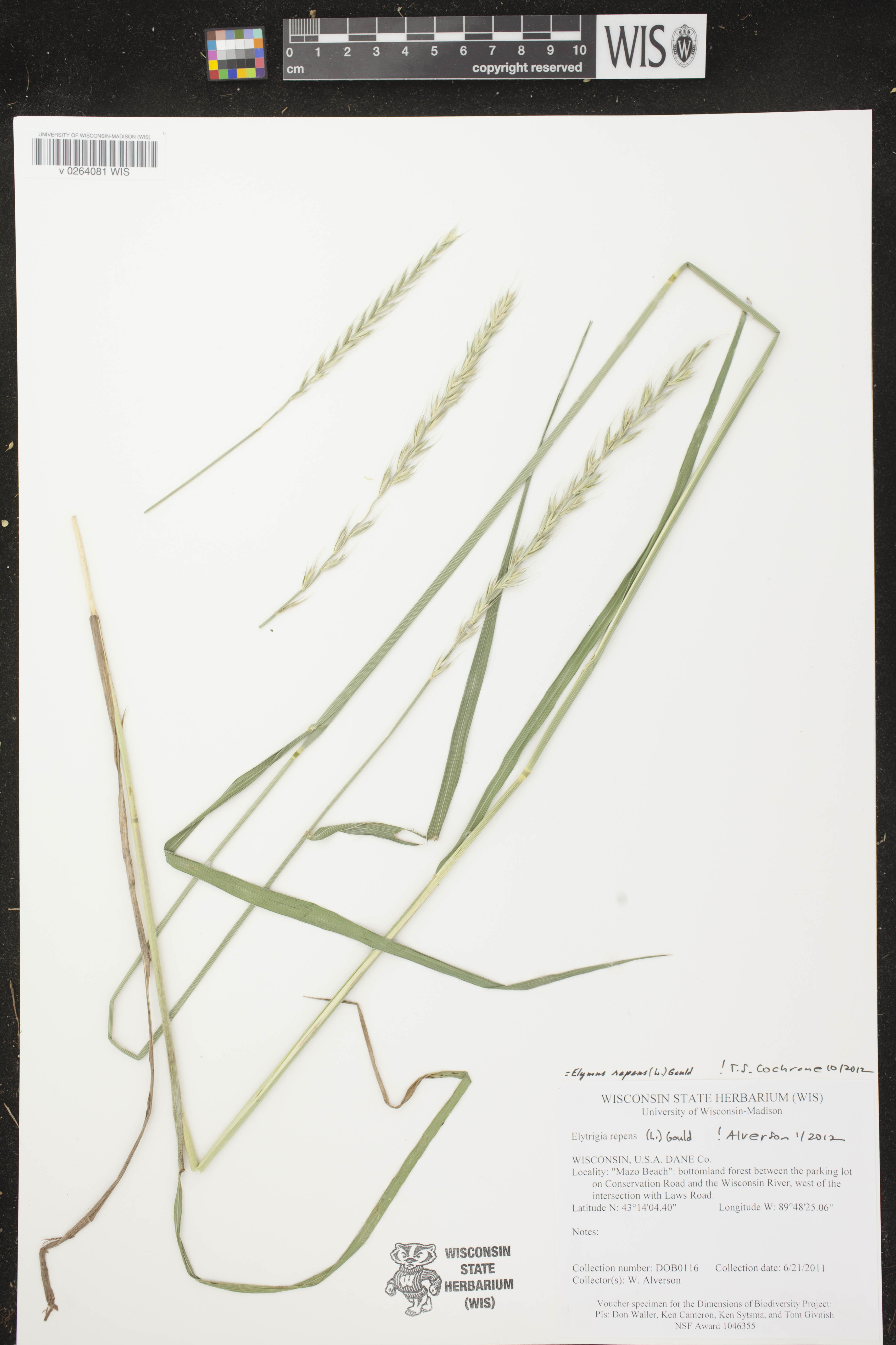 Elymus repens image