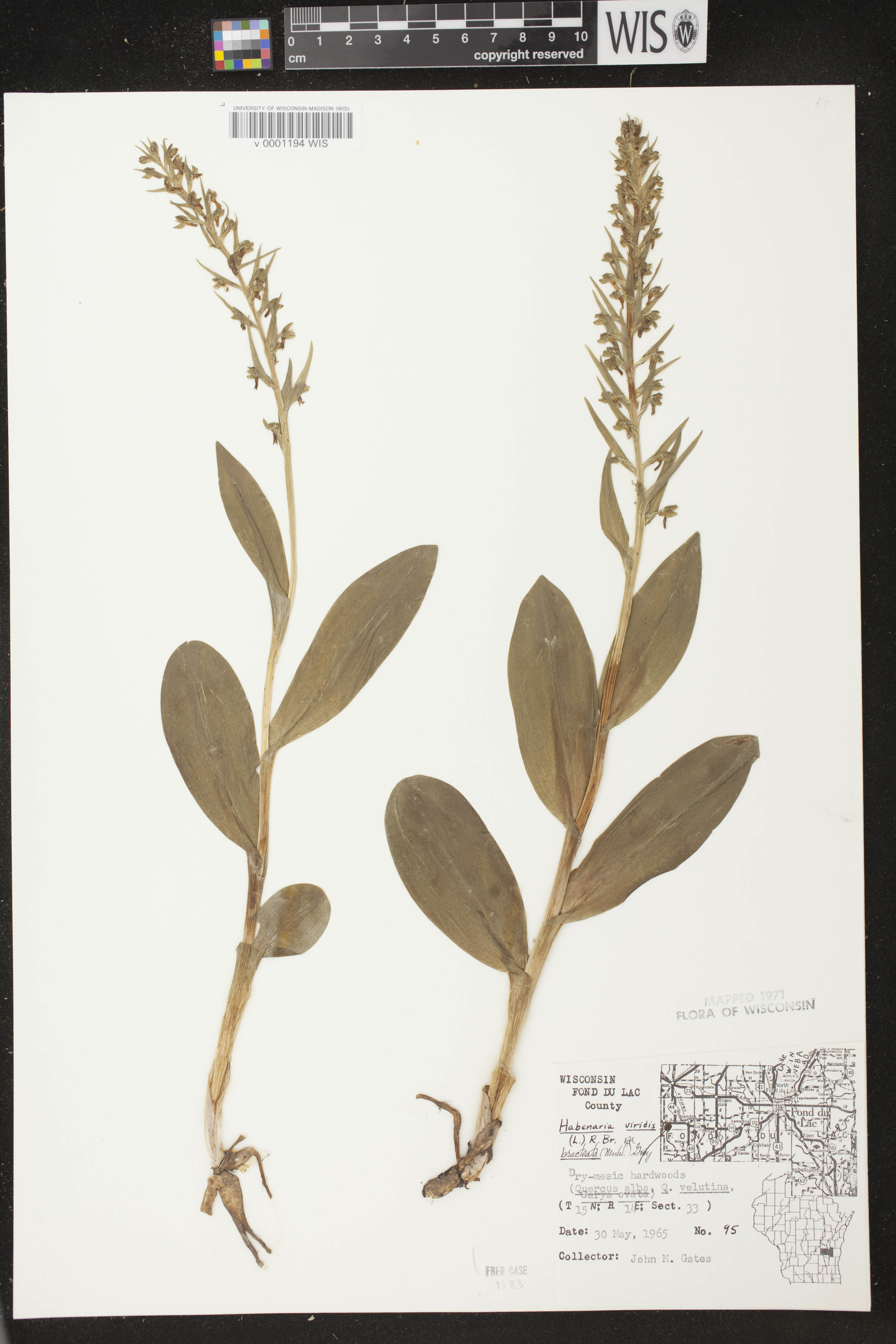 Coeloglossum viride var. virescens image