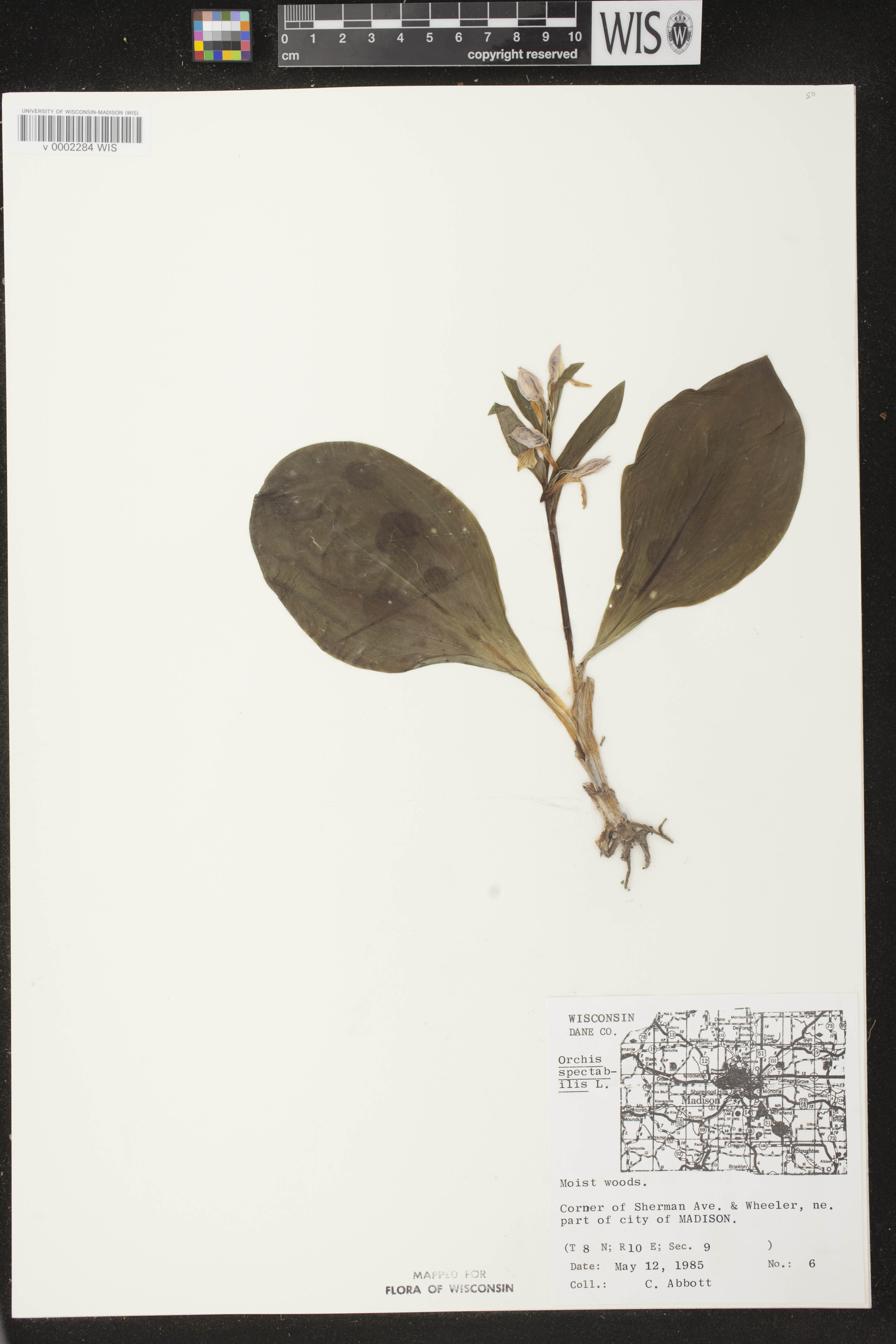 Galearis spectabilis image