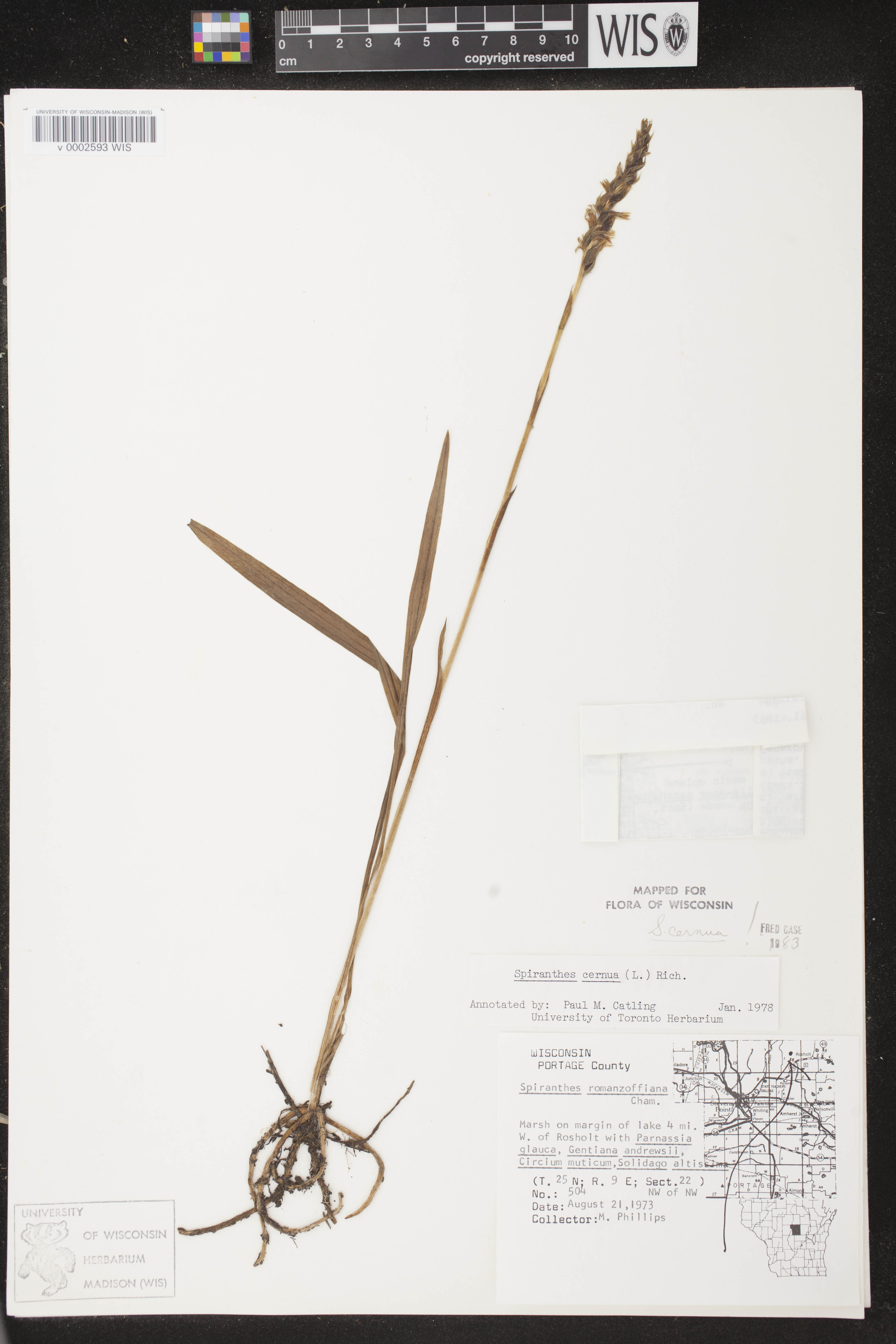 Spiranthes cernua image