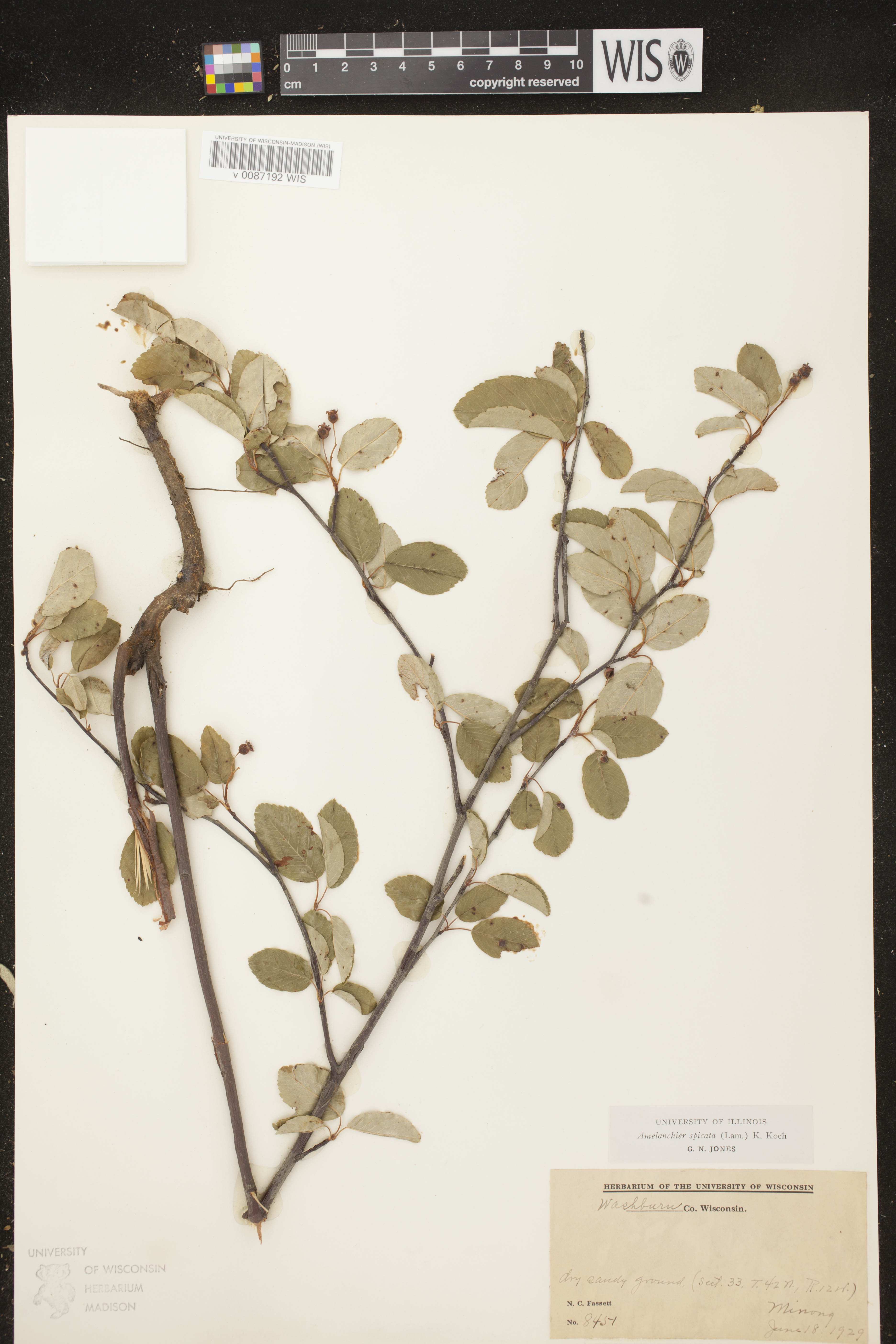 Amelanchier spicata image