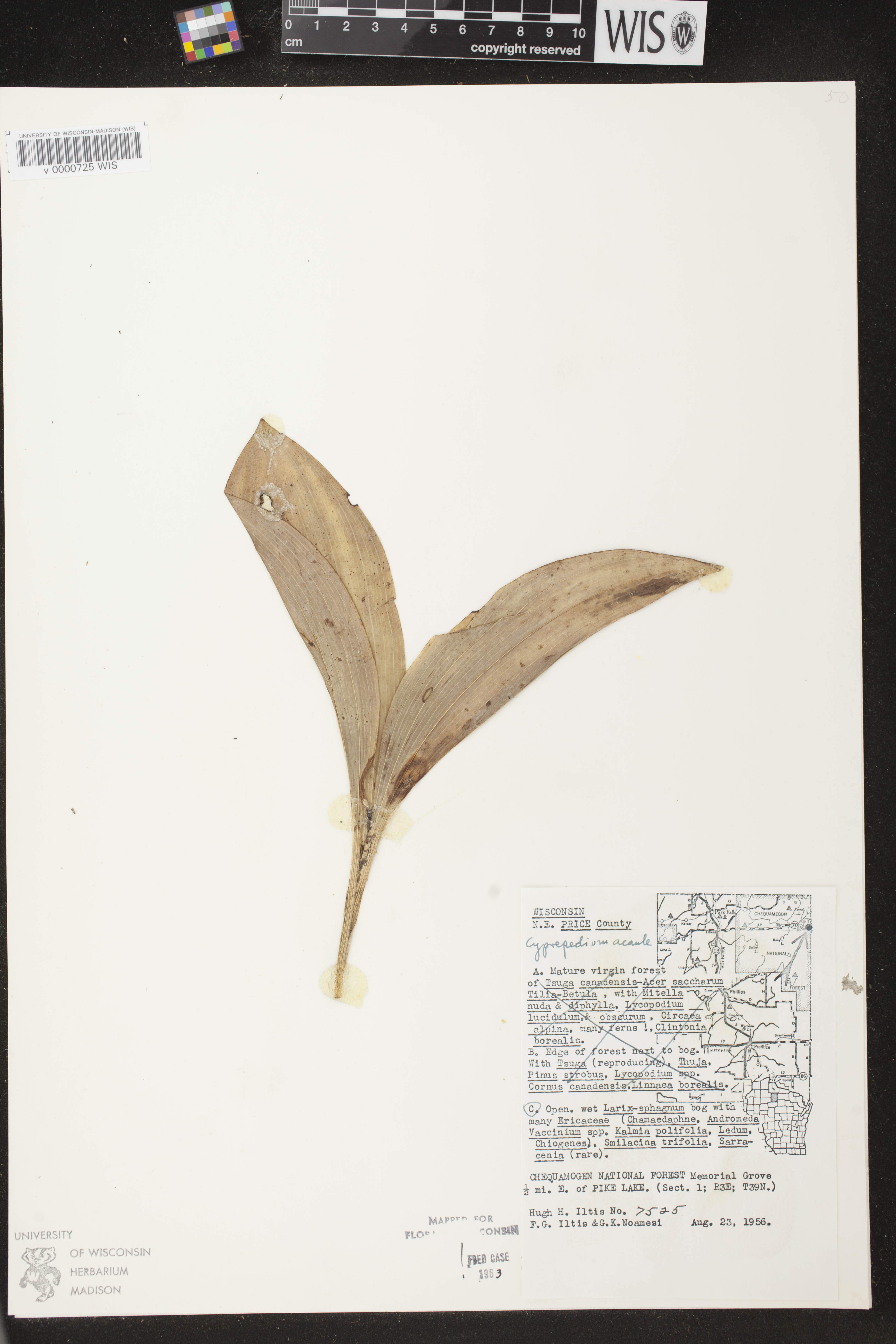 Cypripedium acaule image